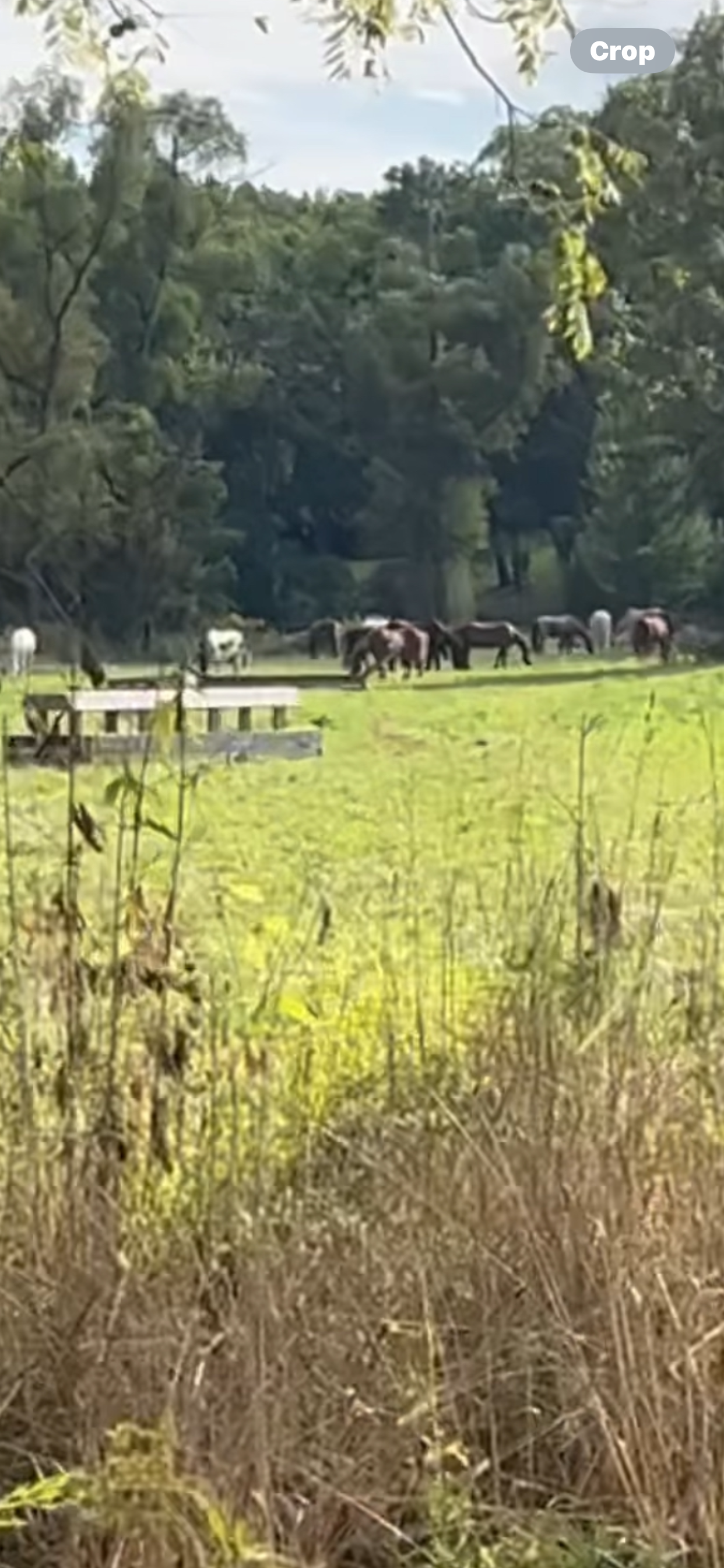 Pasture grazing