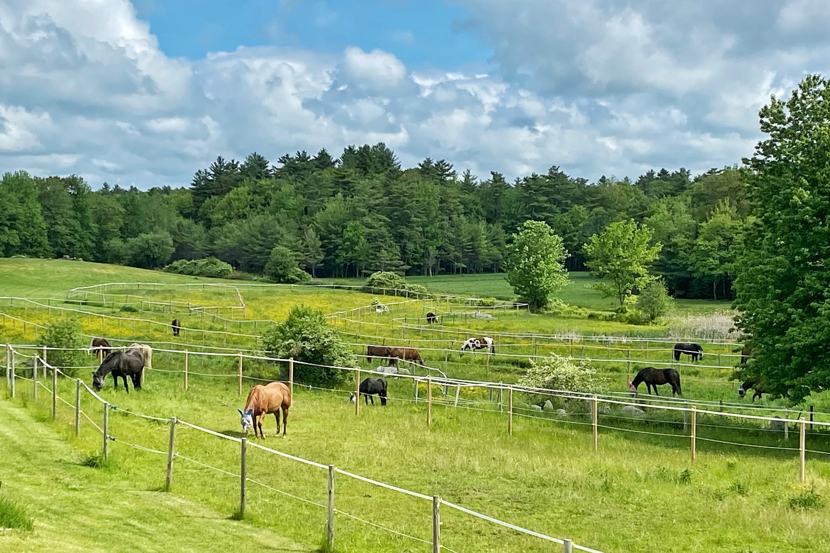 Spring pastures!