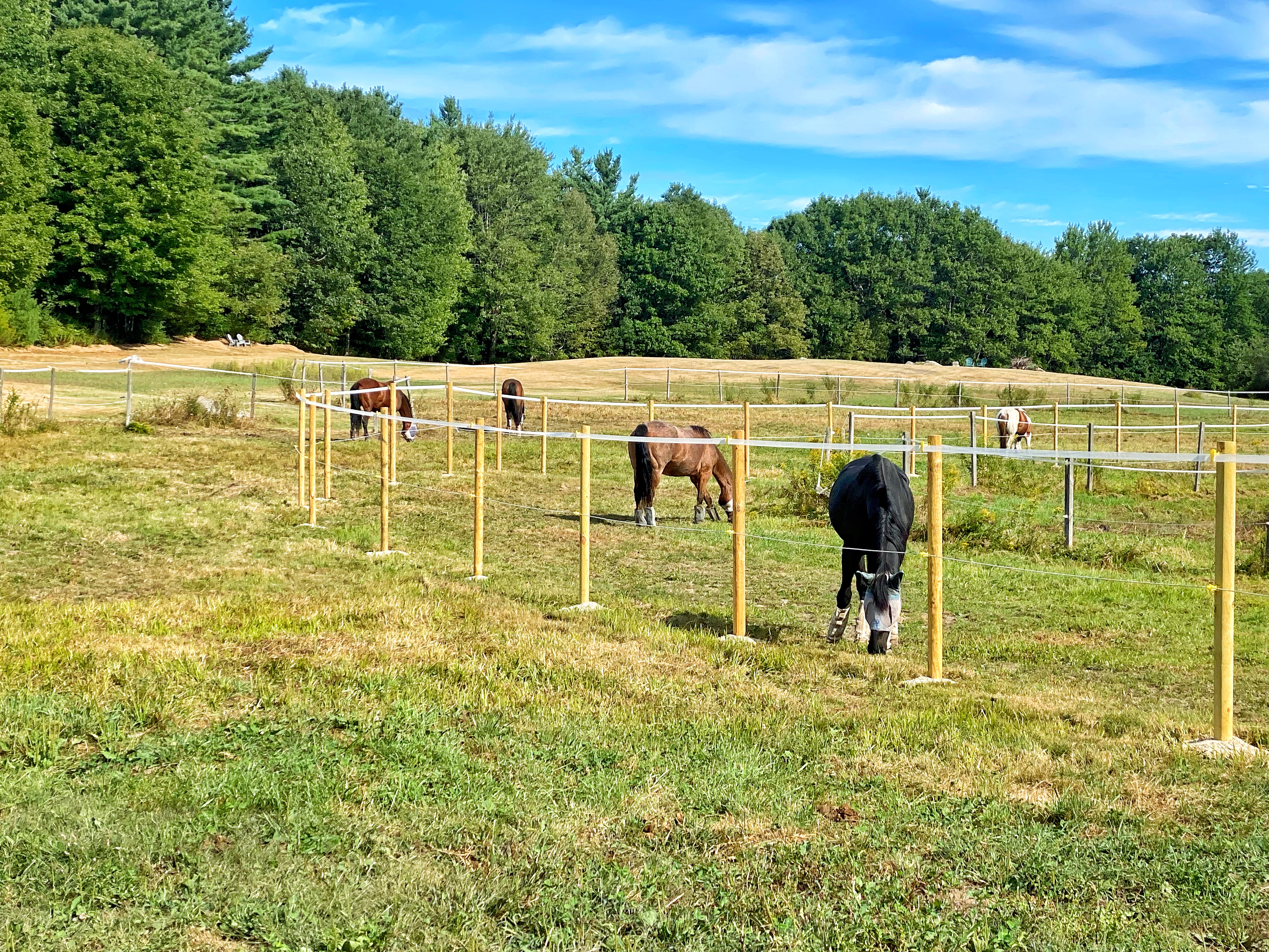 Grazing our pastures!