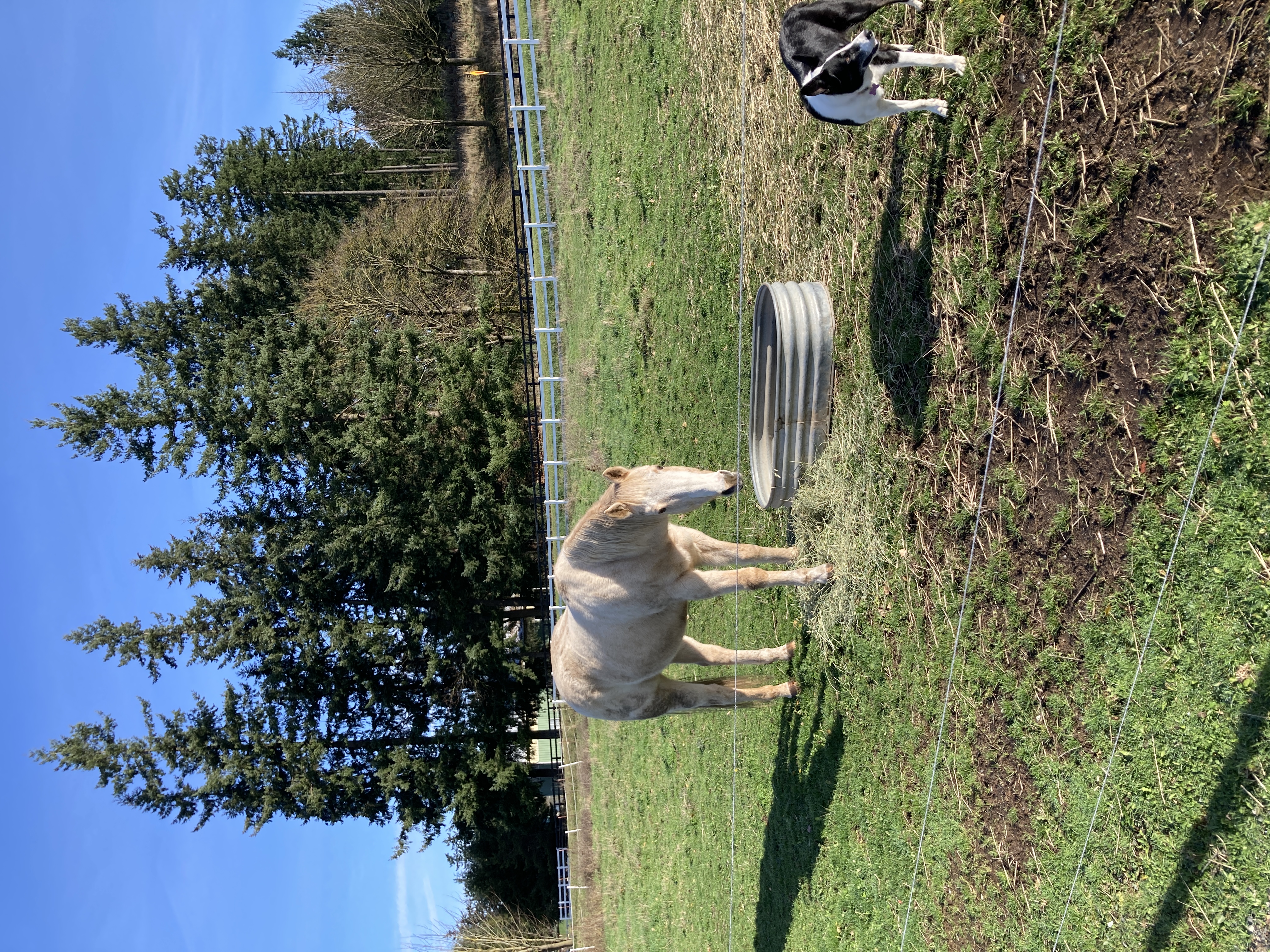 Pasture Space