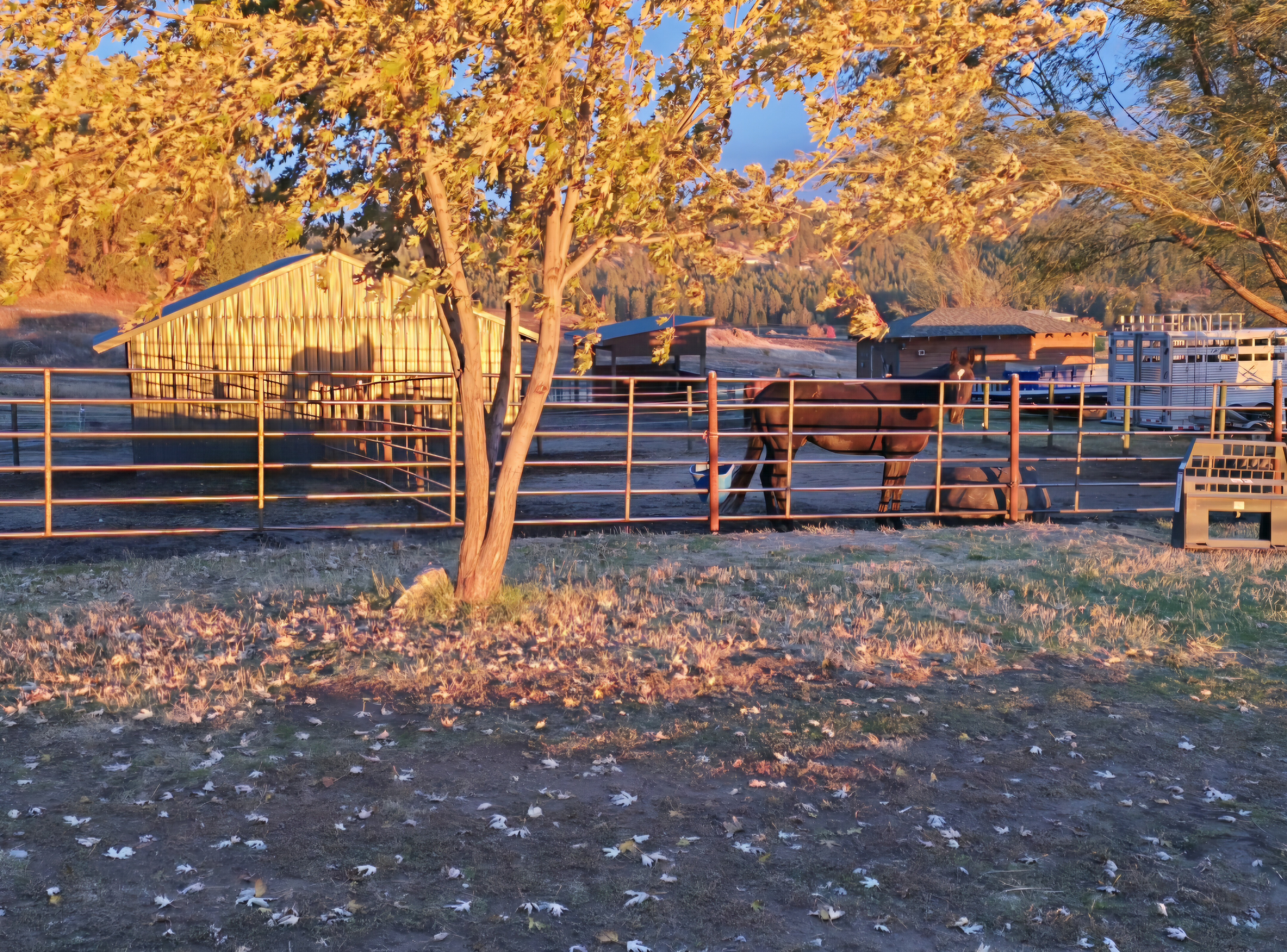 Paddock