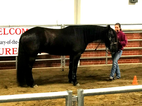 Trainer Hannah Barden teaching at Hoosier Horse Fair