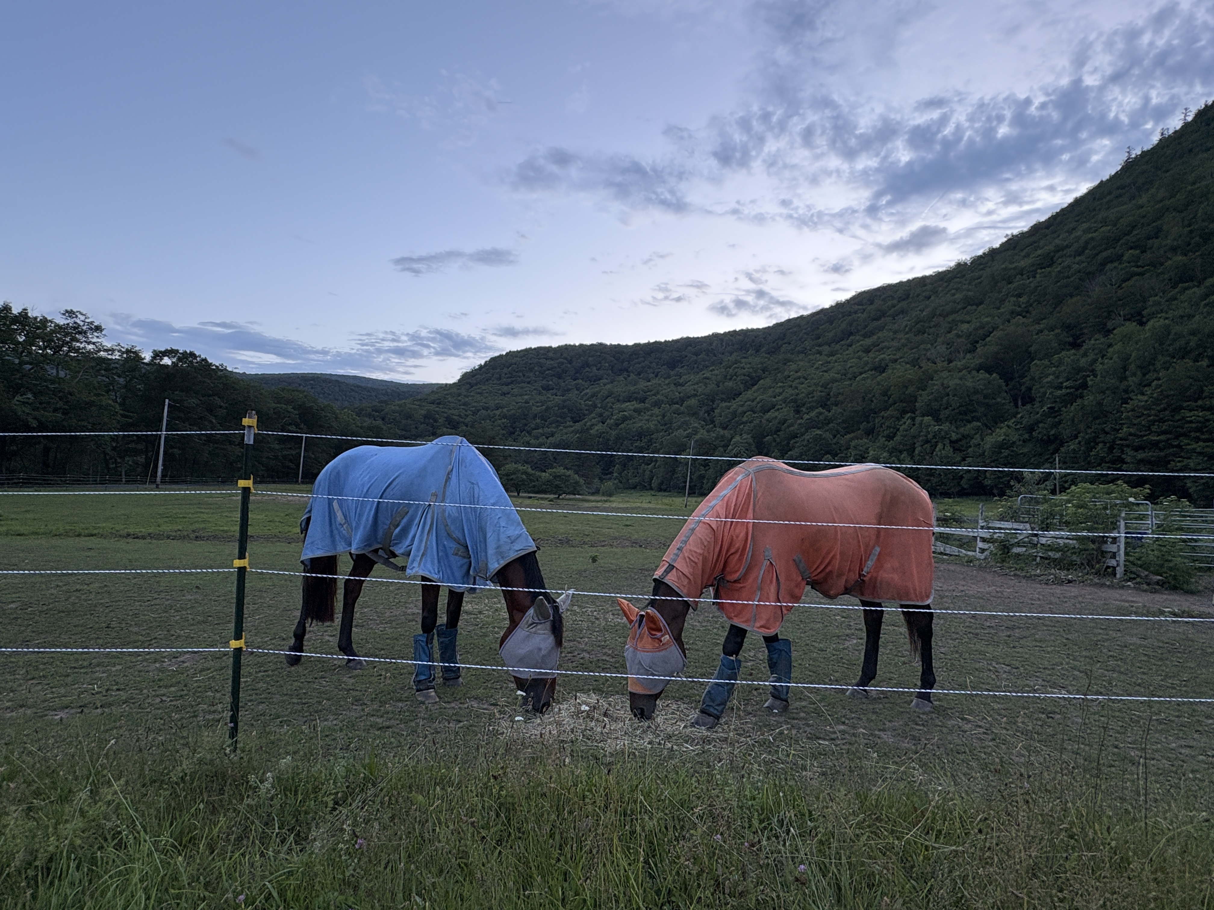 Pasture