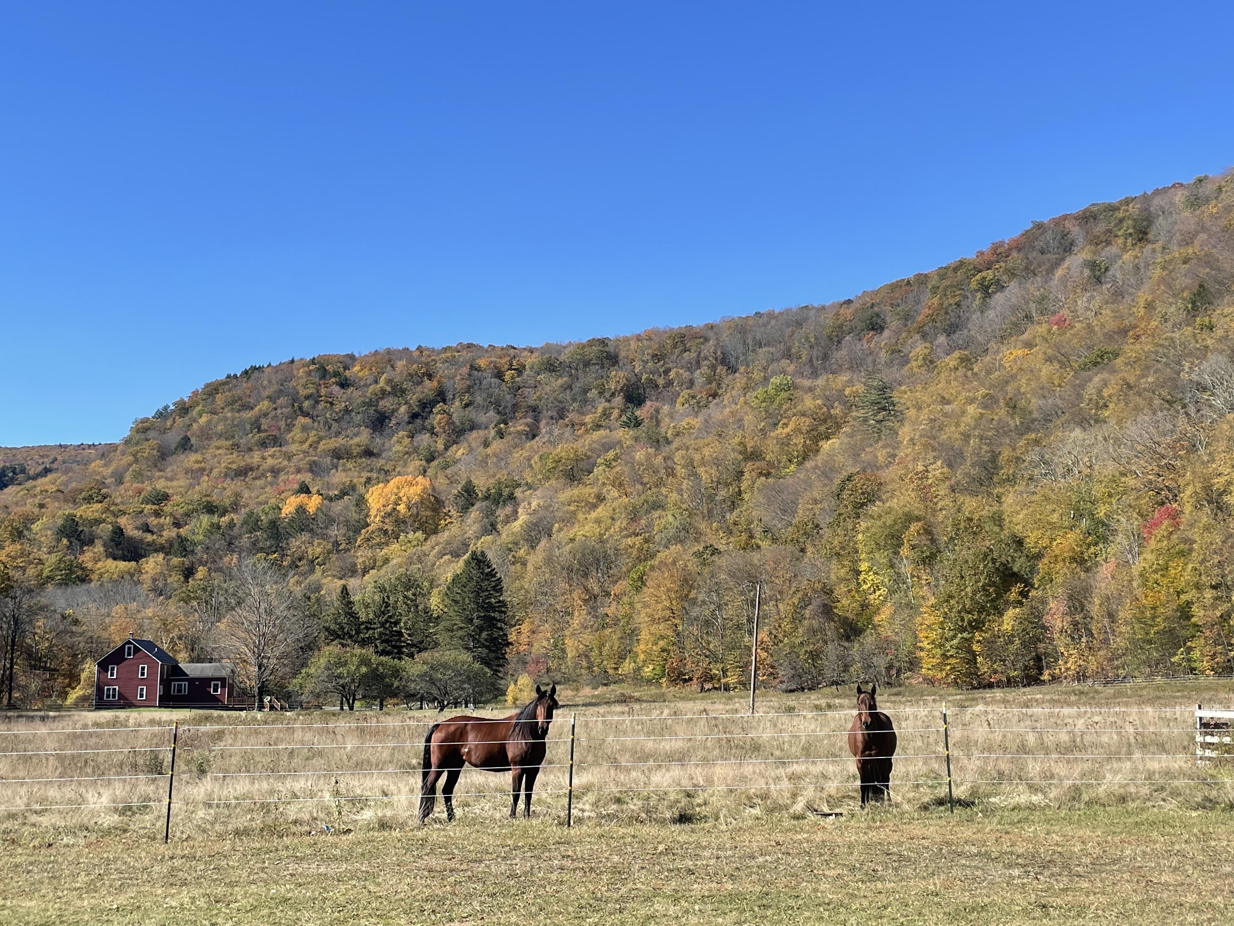 The pasture