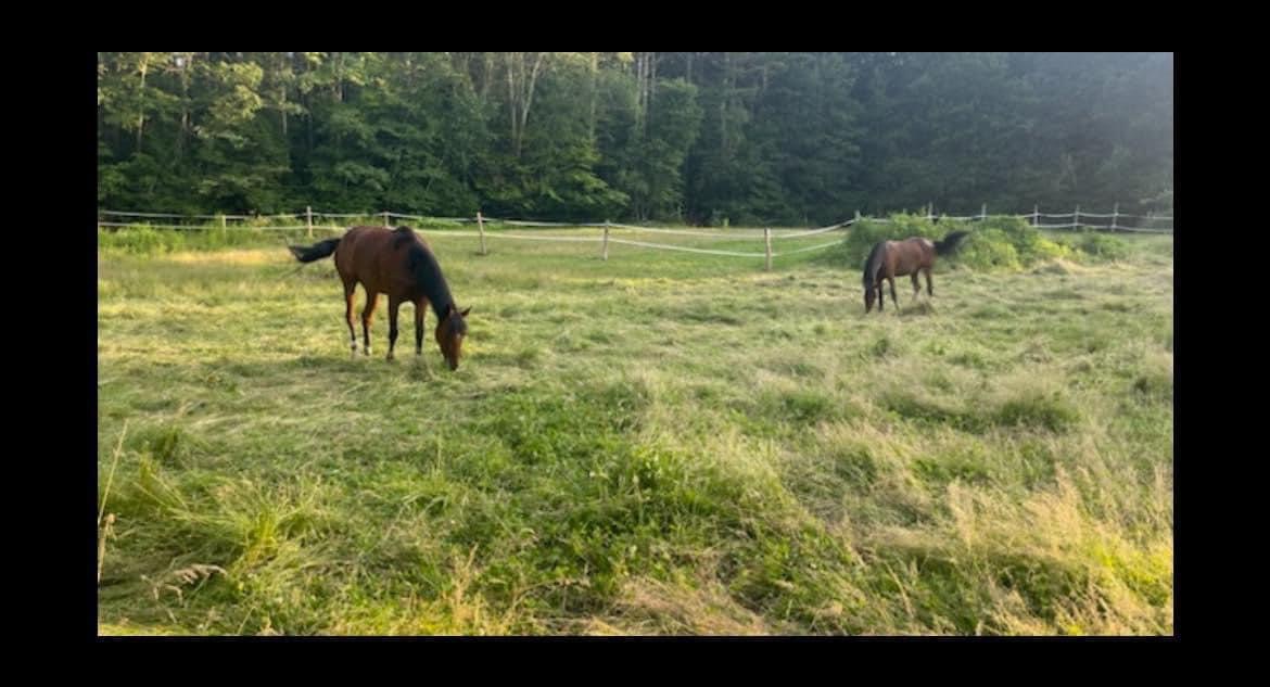 SeasonL grazing
