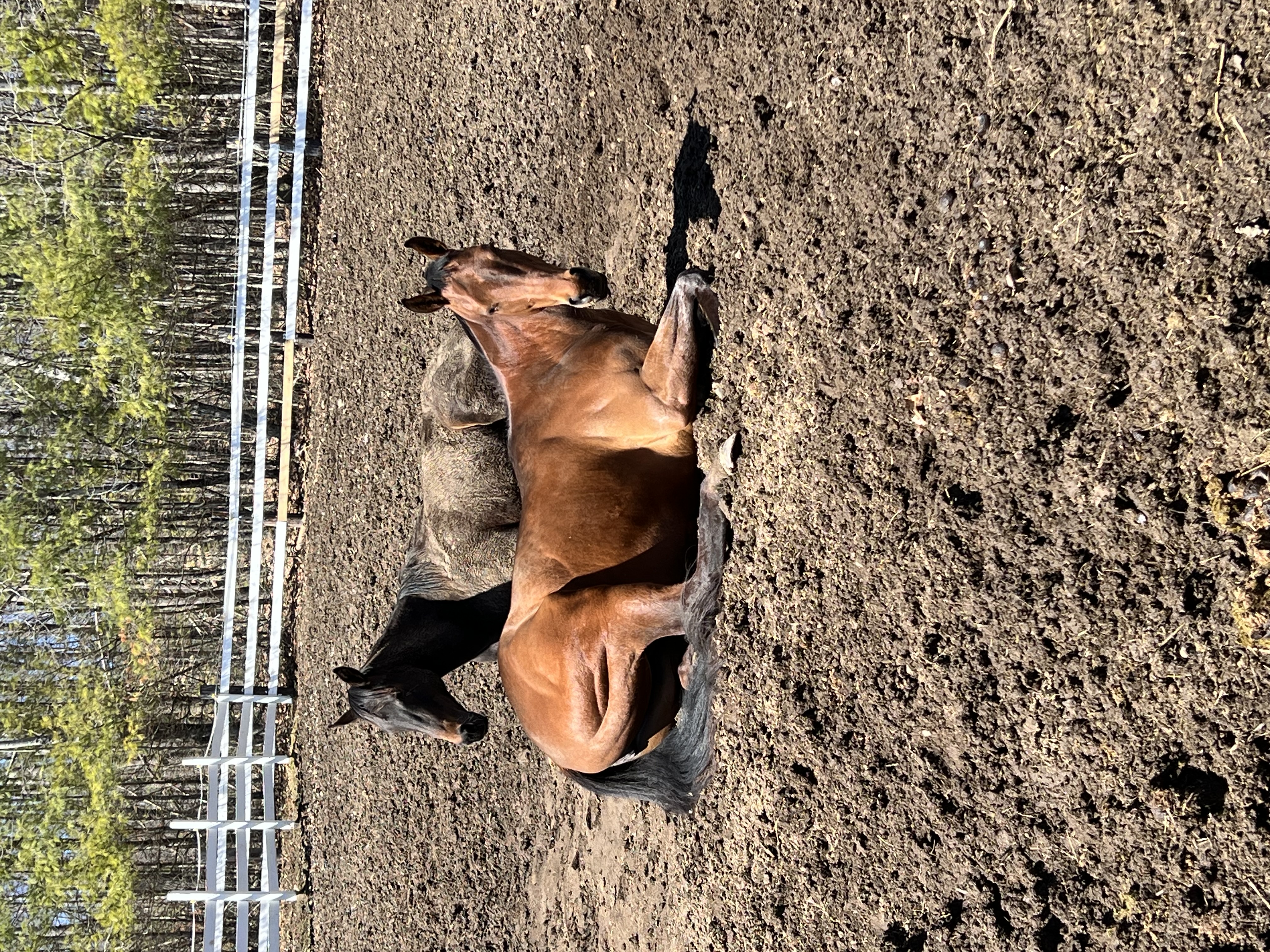 Horses Relaxing