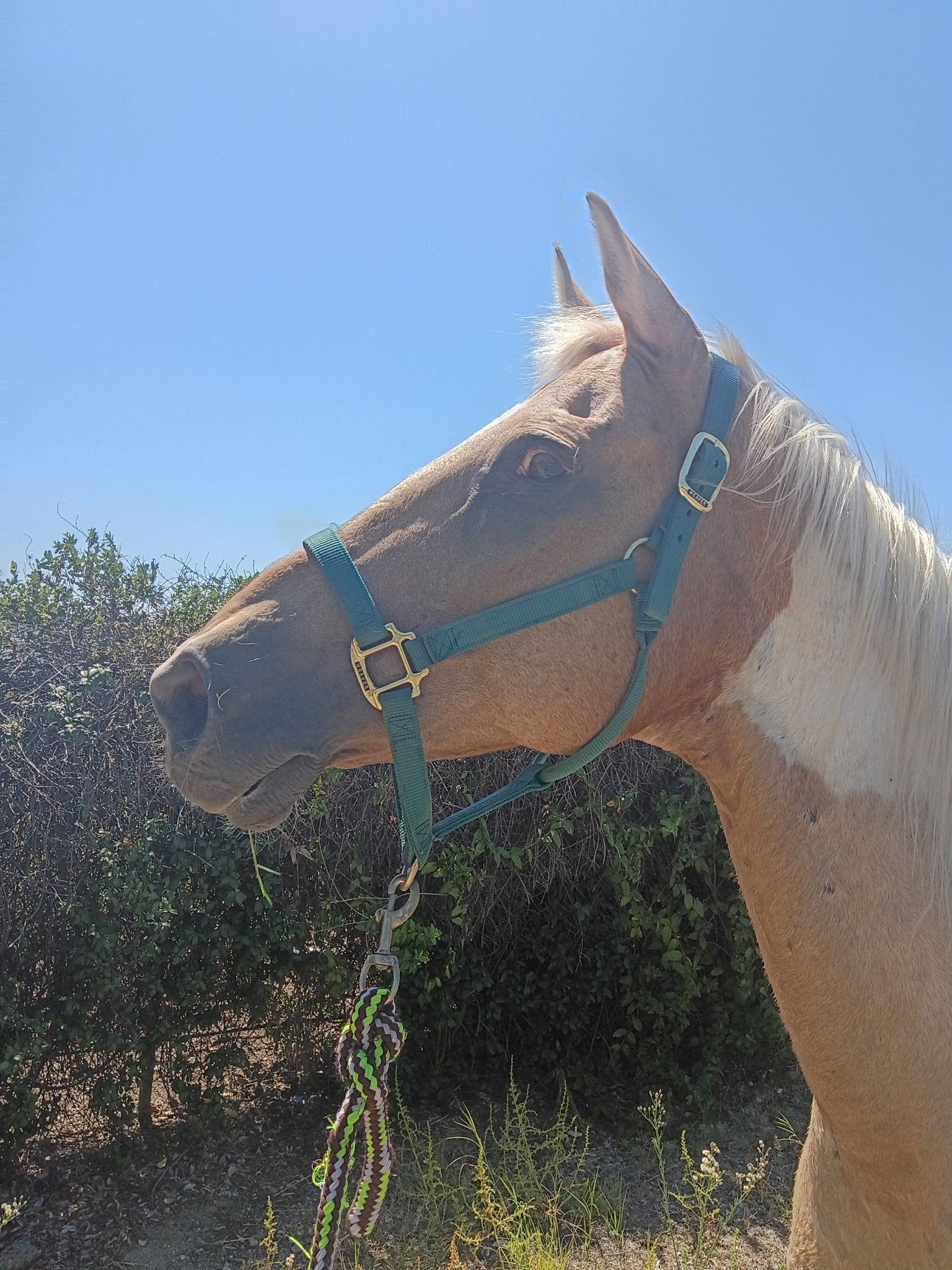 Horses in the pasture