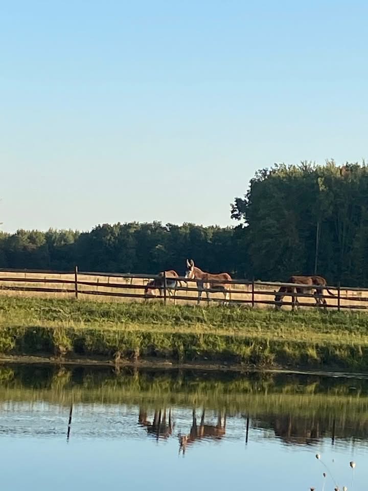 Yes we care for our long eared friends too. Mules & Donkeys Welcome