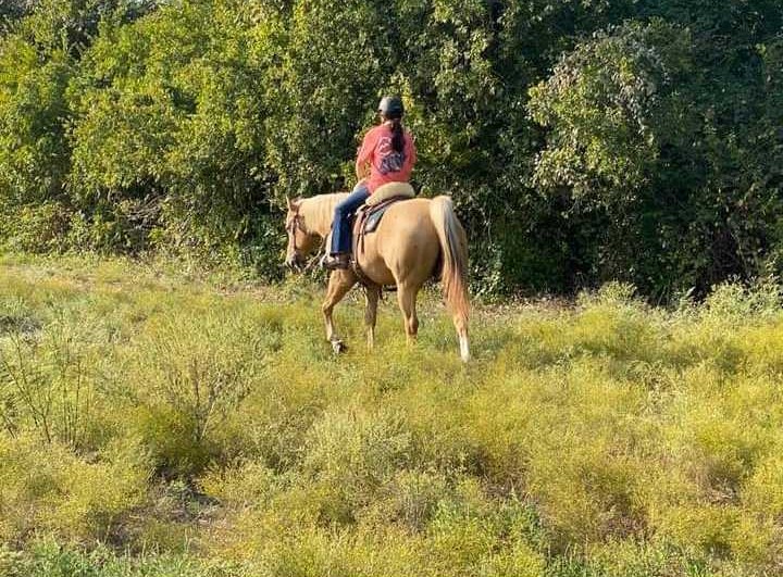 Large turnout pasture with shade and areas to ride