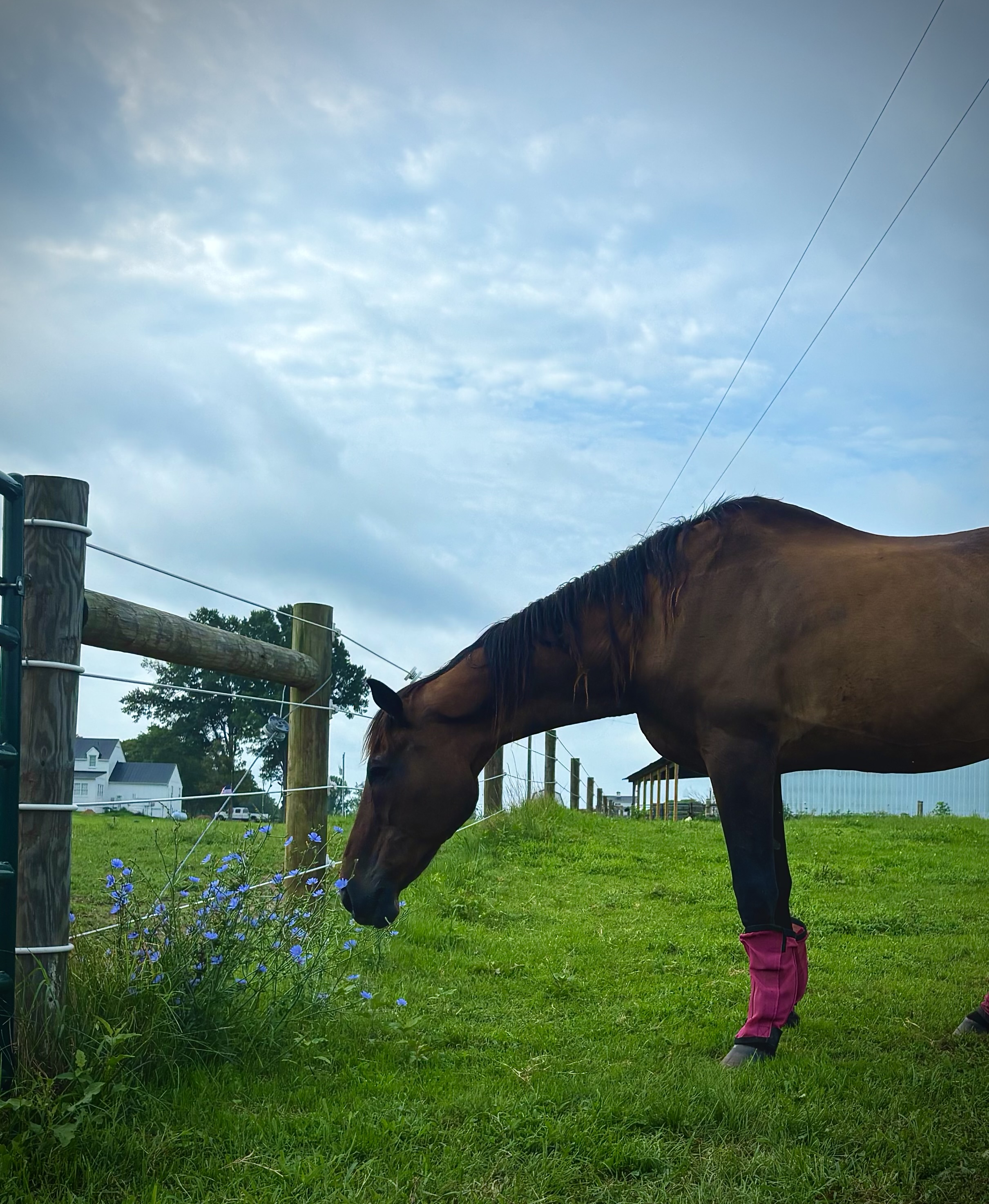A place for the 30+ year old retired Show Jumper to stop and smell the flowers