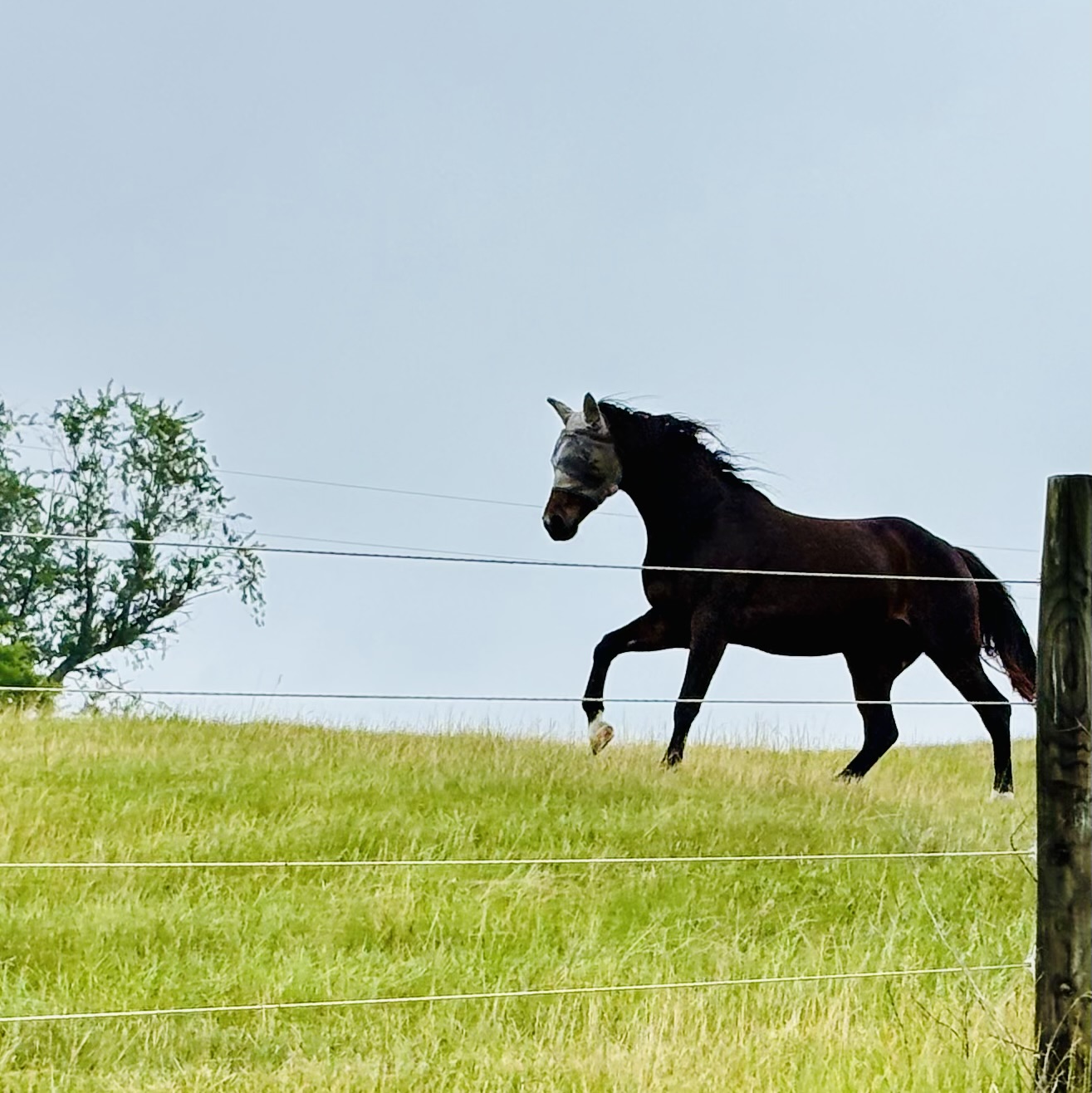 Lots of hills for the retired Upper Level Dressage horse to get lots of exercise and fresh air.
