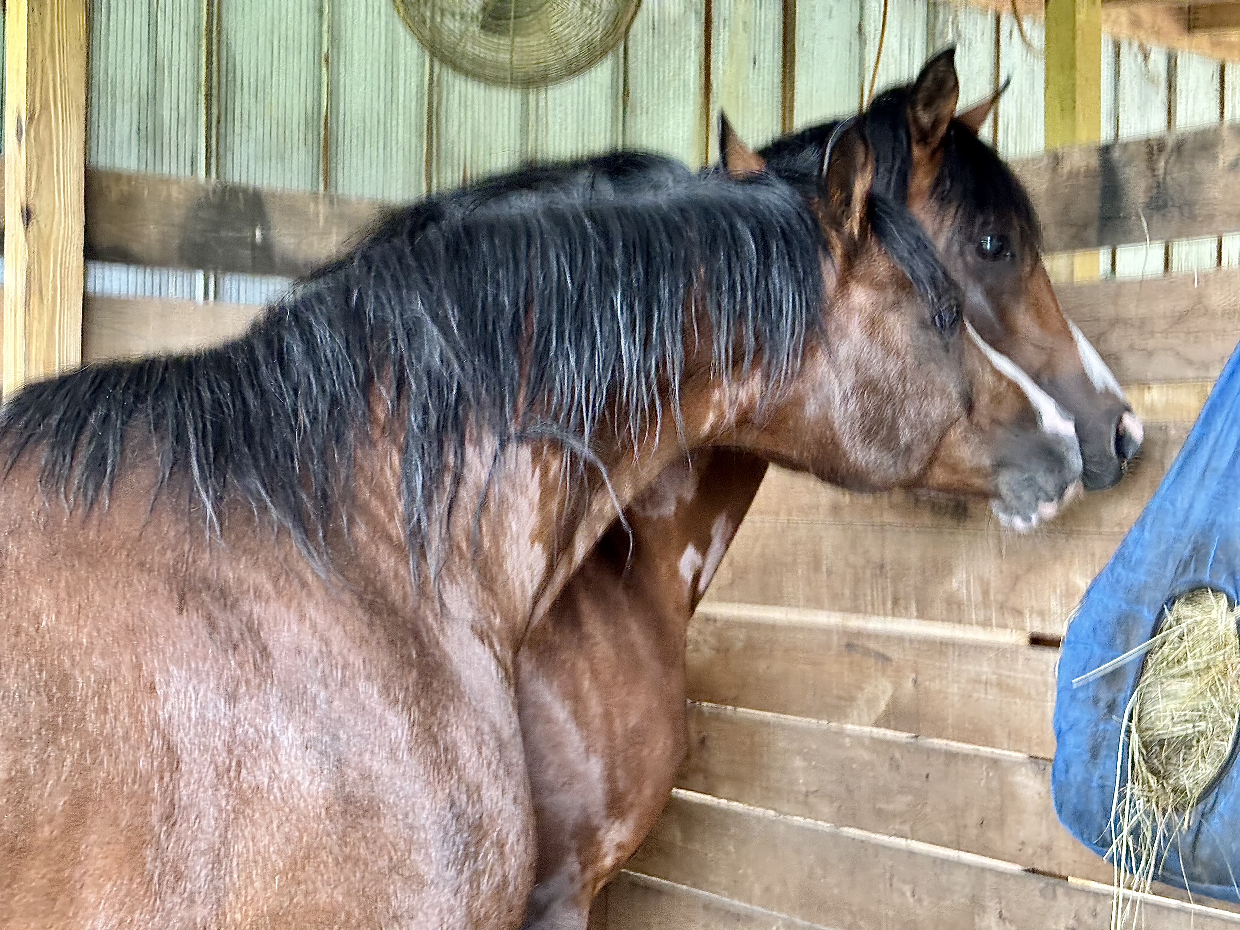 Where everyone gets along so well that father and son being breeding stallions can live side by side