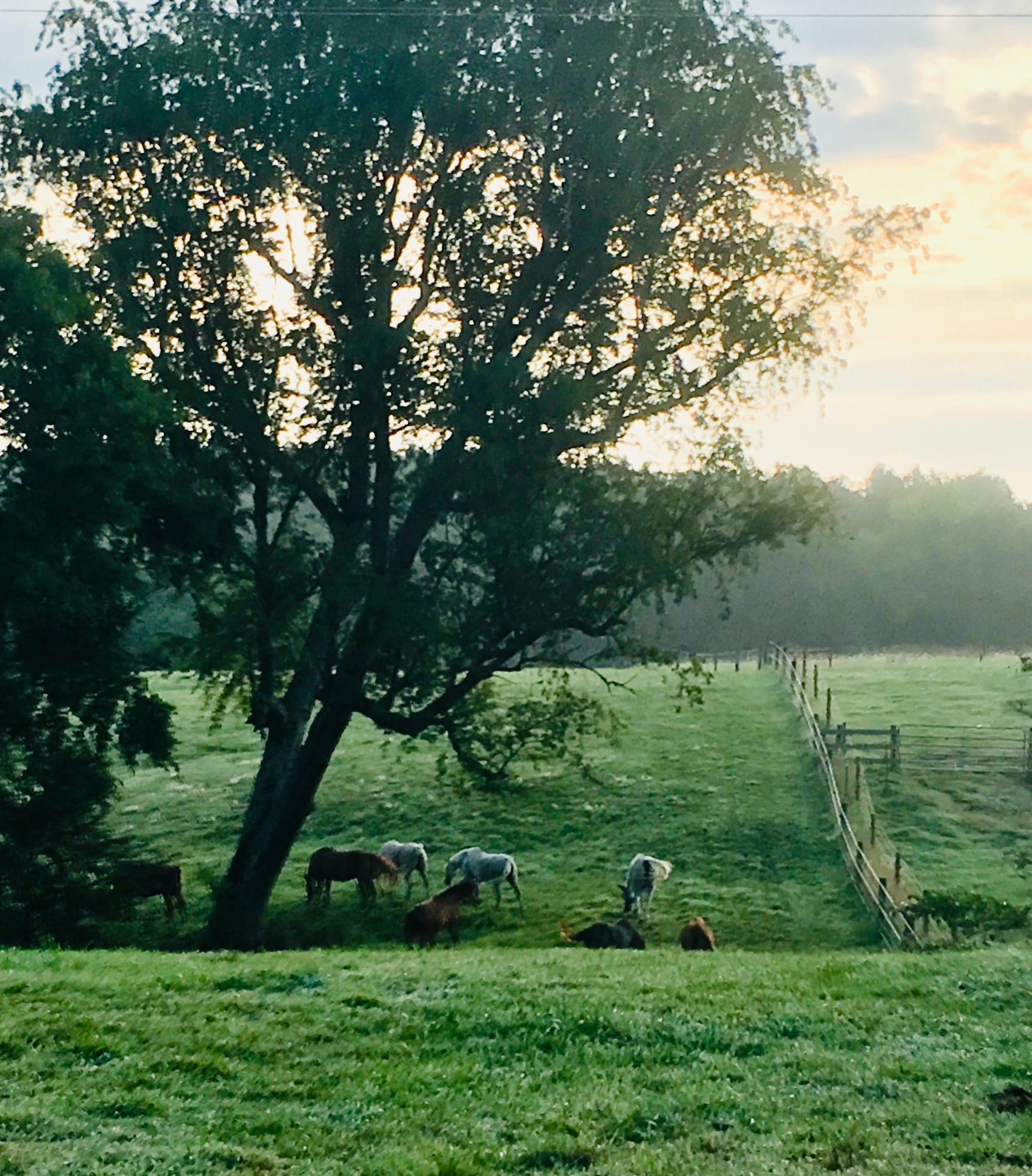 Retirees enjoy their Senior days grazing on large fields of grass
