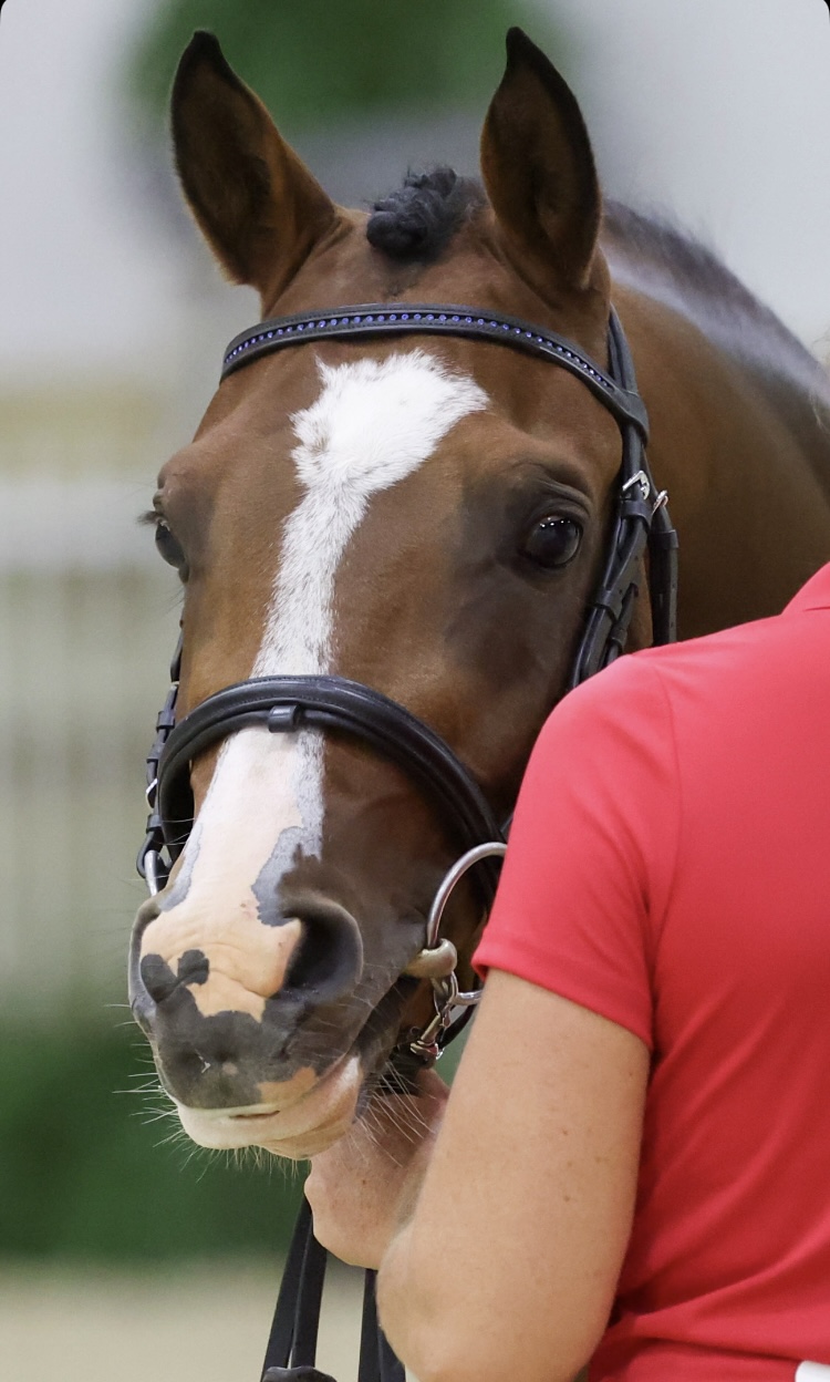 Meet Champion show horses