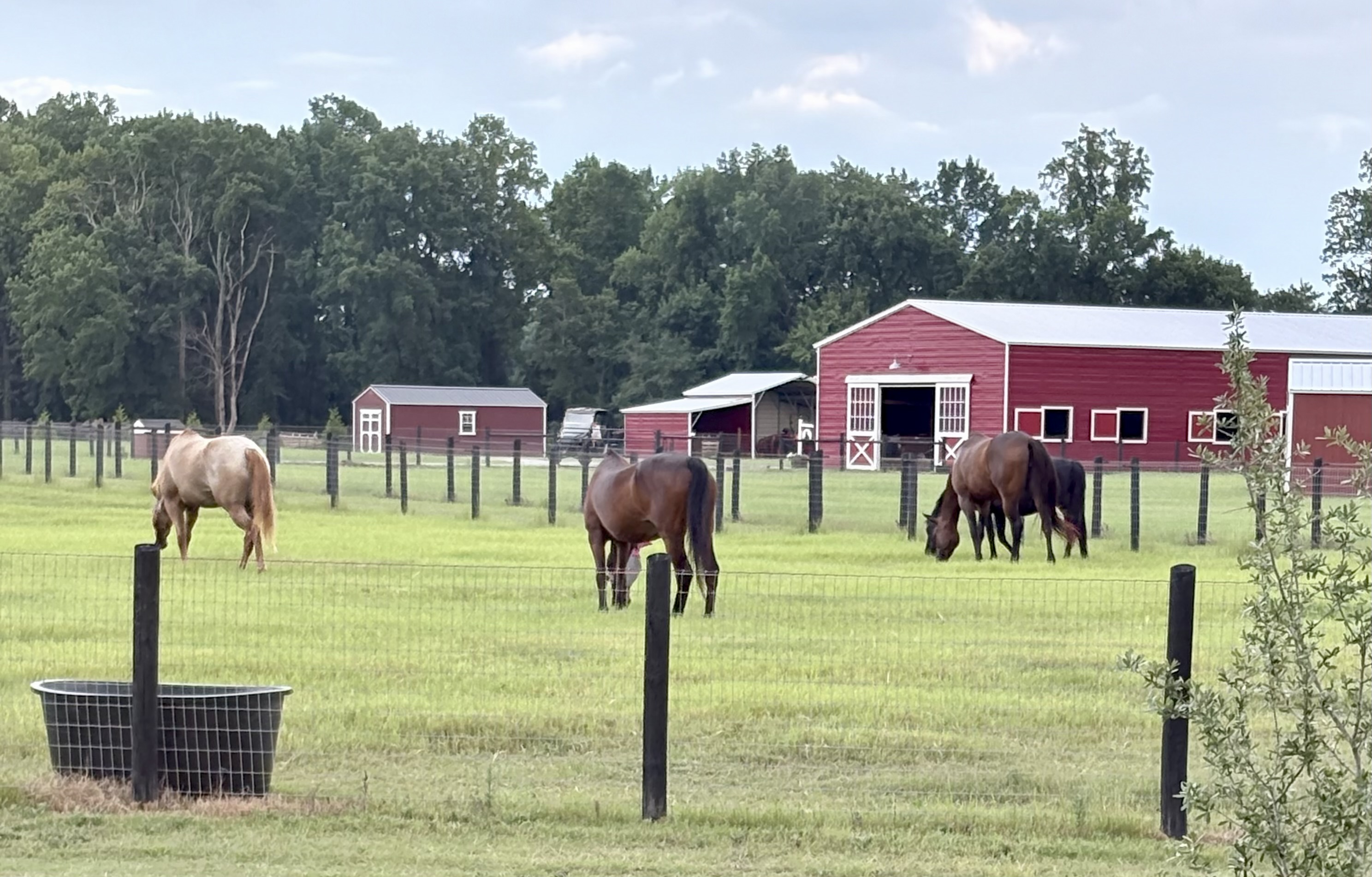Pasture