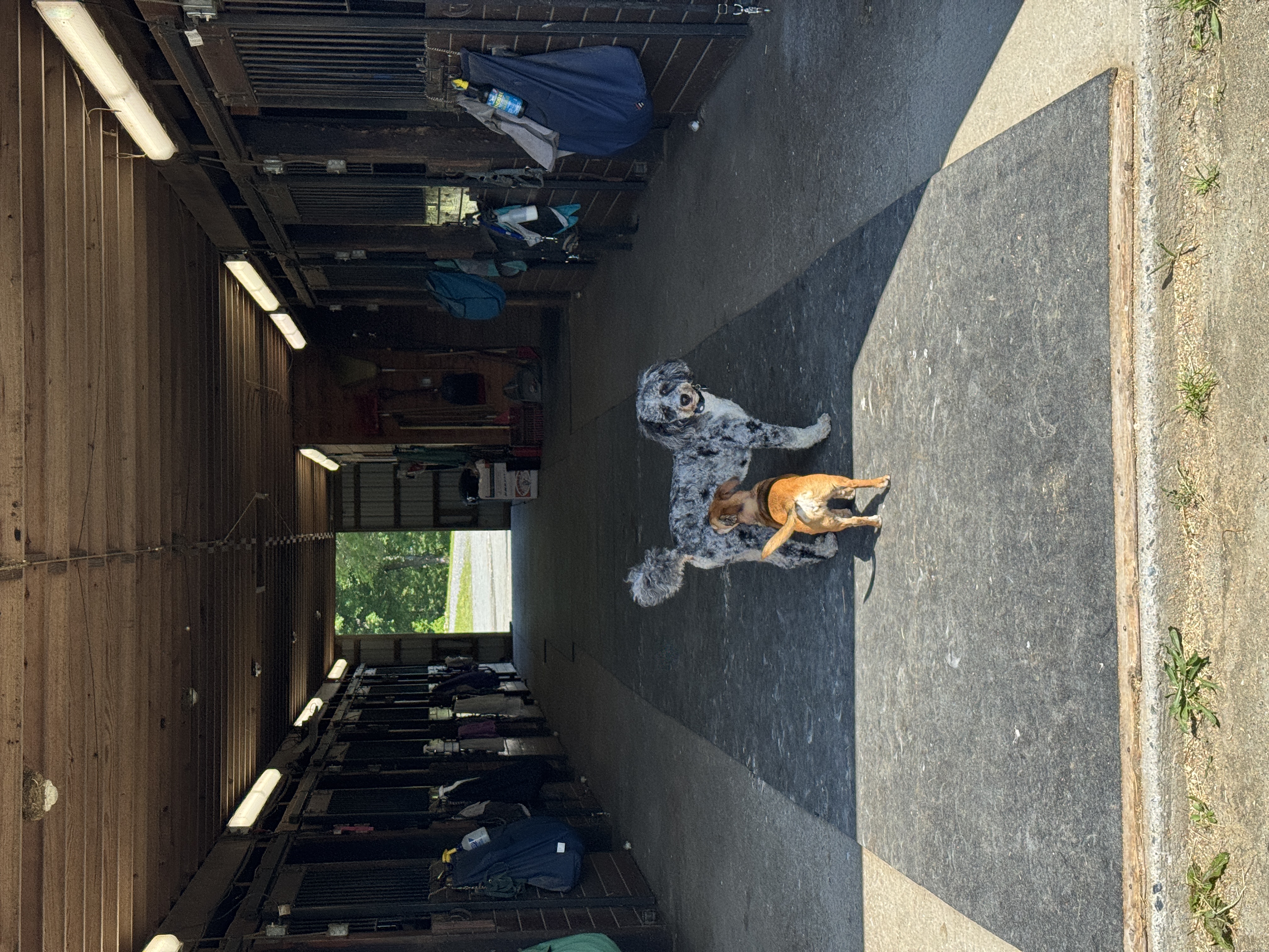 Barn dogs