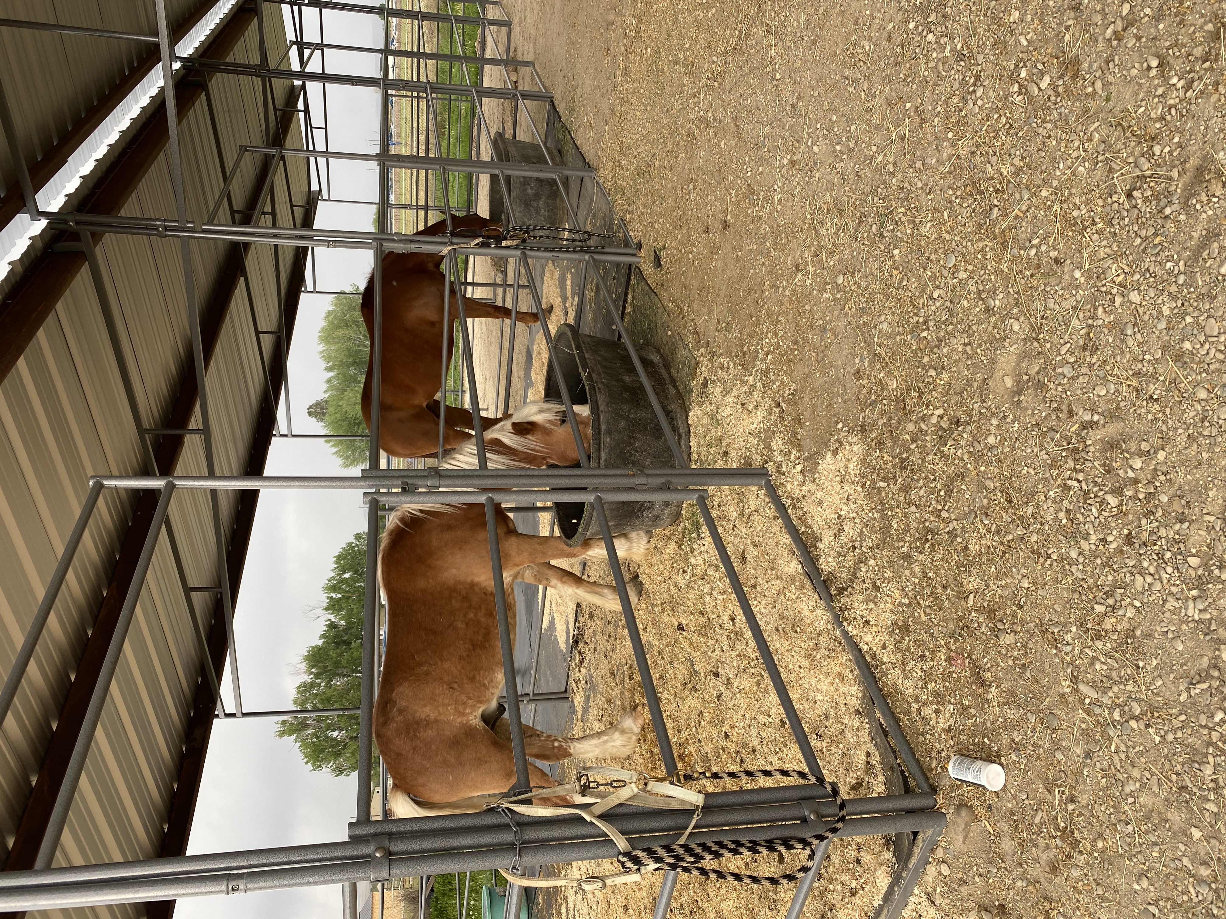 12x24 stalls