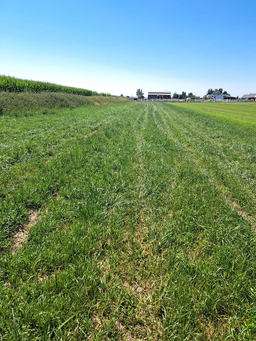 Pasture for your Horse