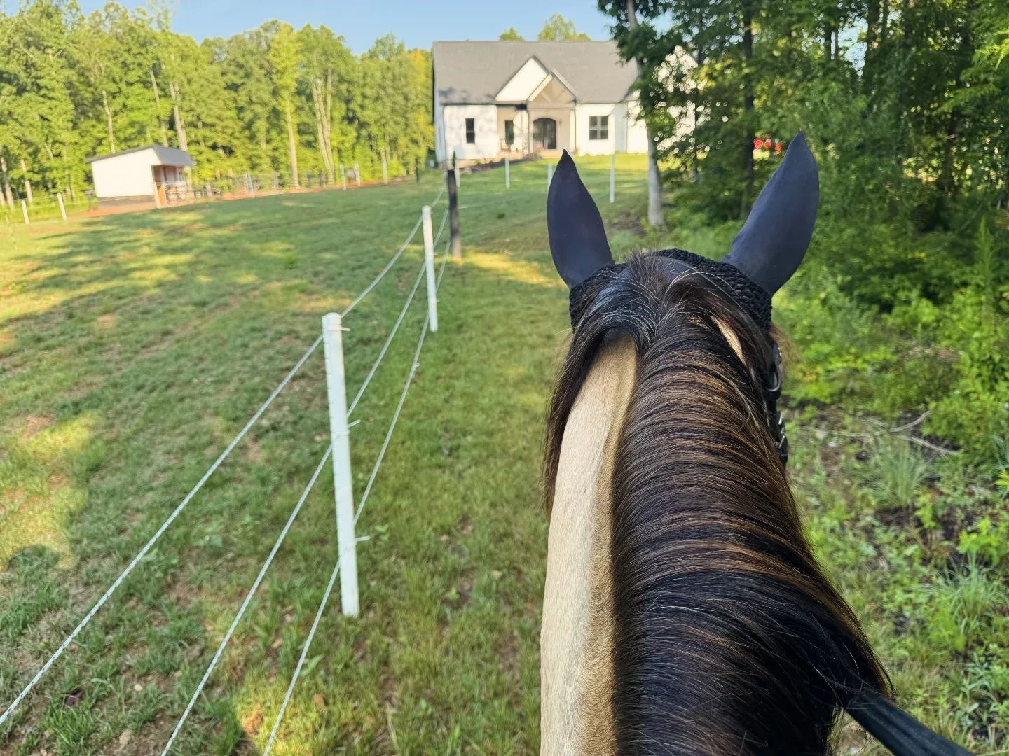 Mia lower pasture