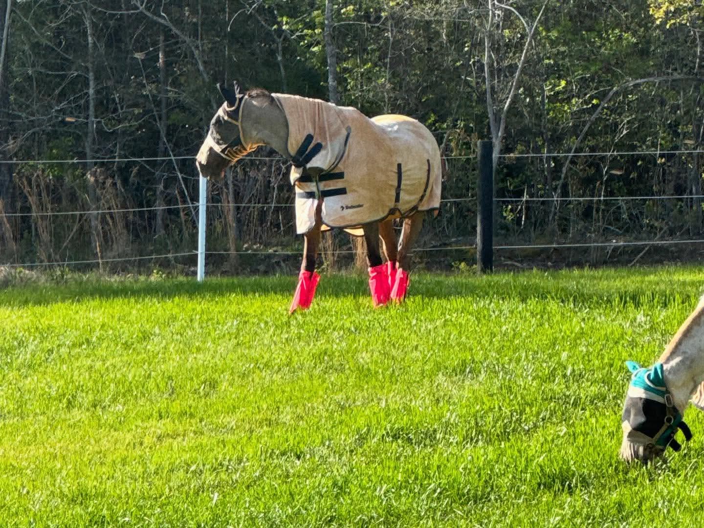 Mia in the upper Pasture
