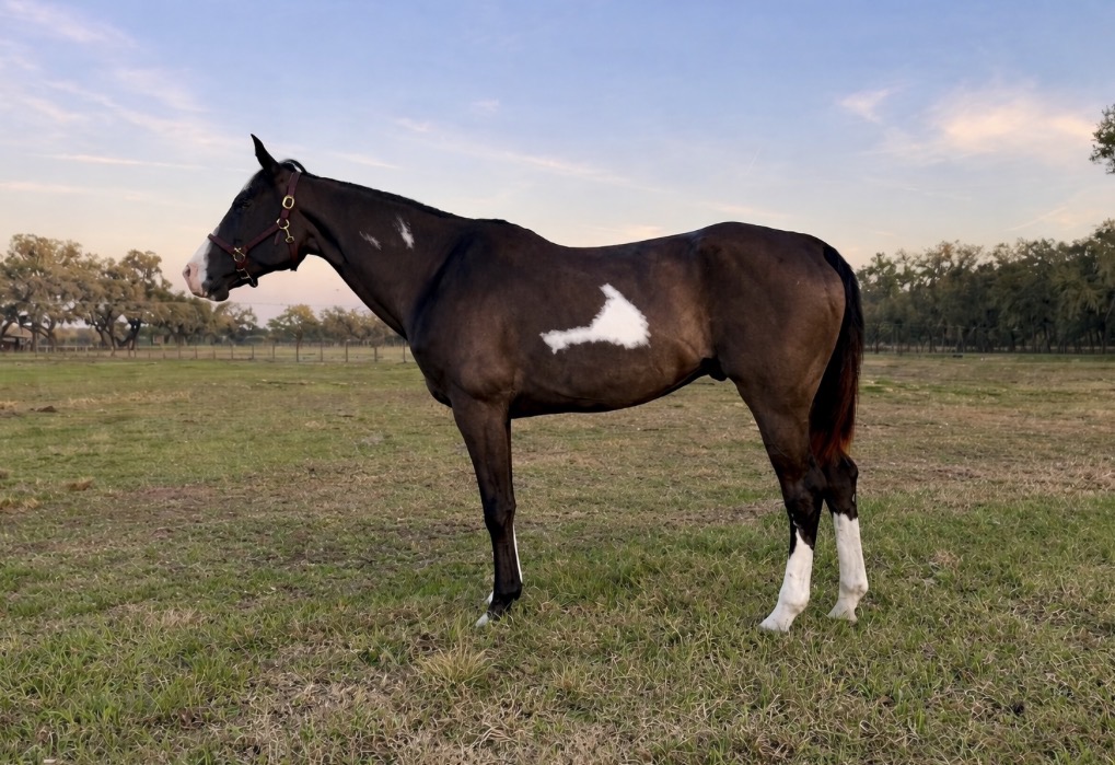 Paint Gelding