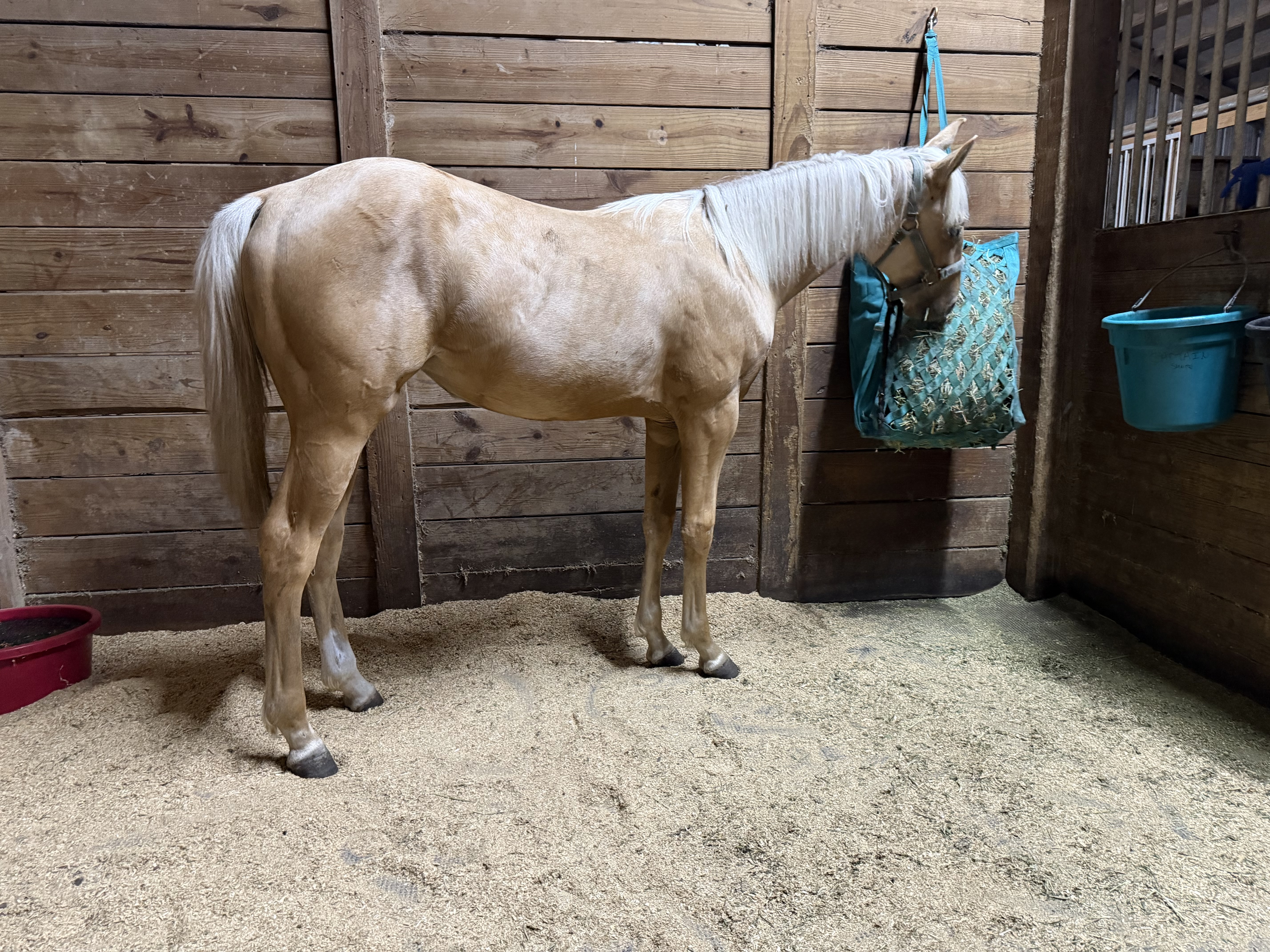 Client owned horse/stall