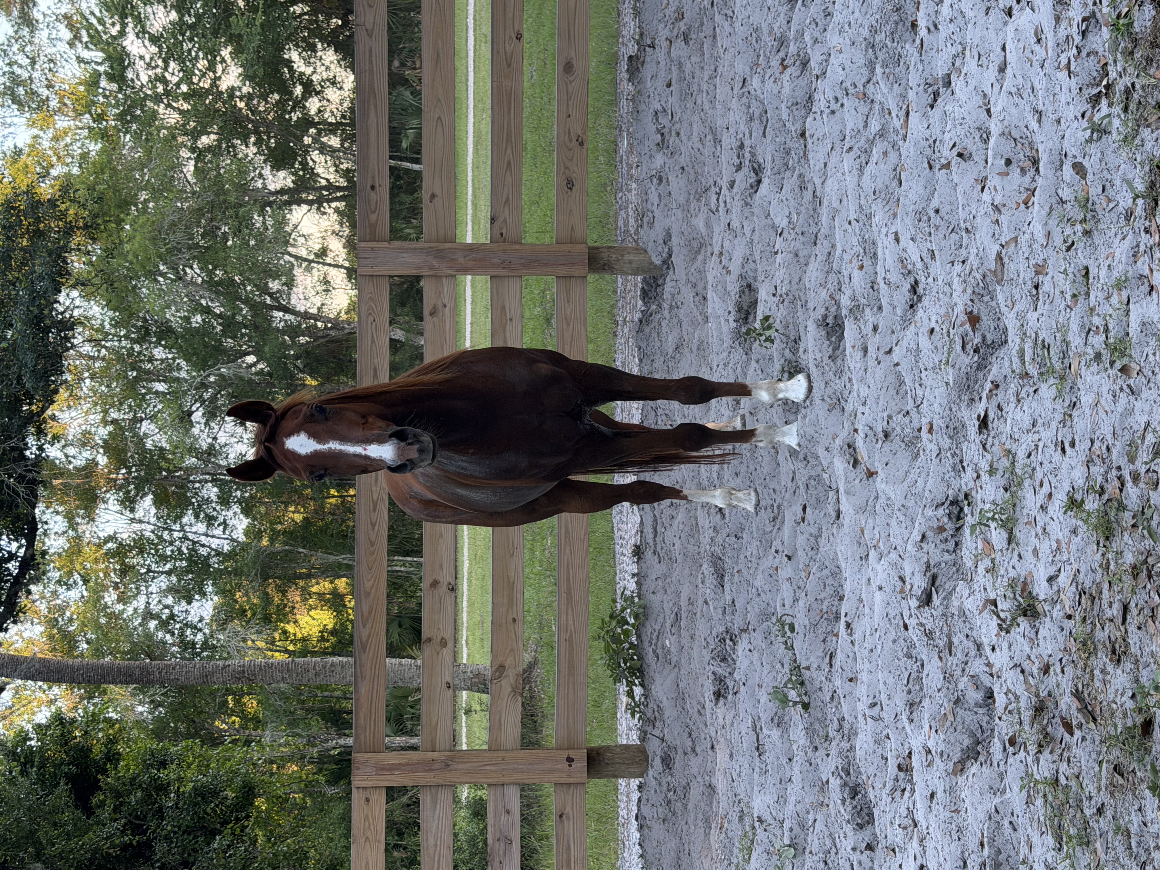 Round Pen 60 ft with training client