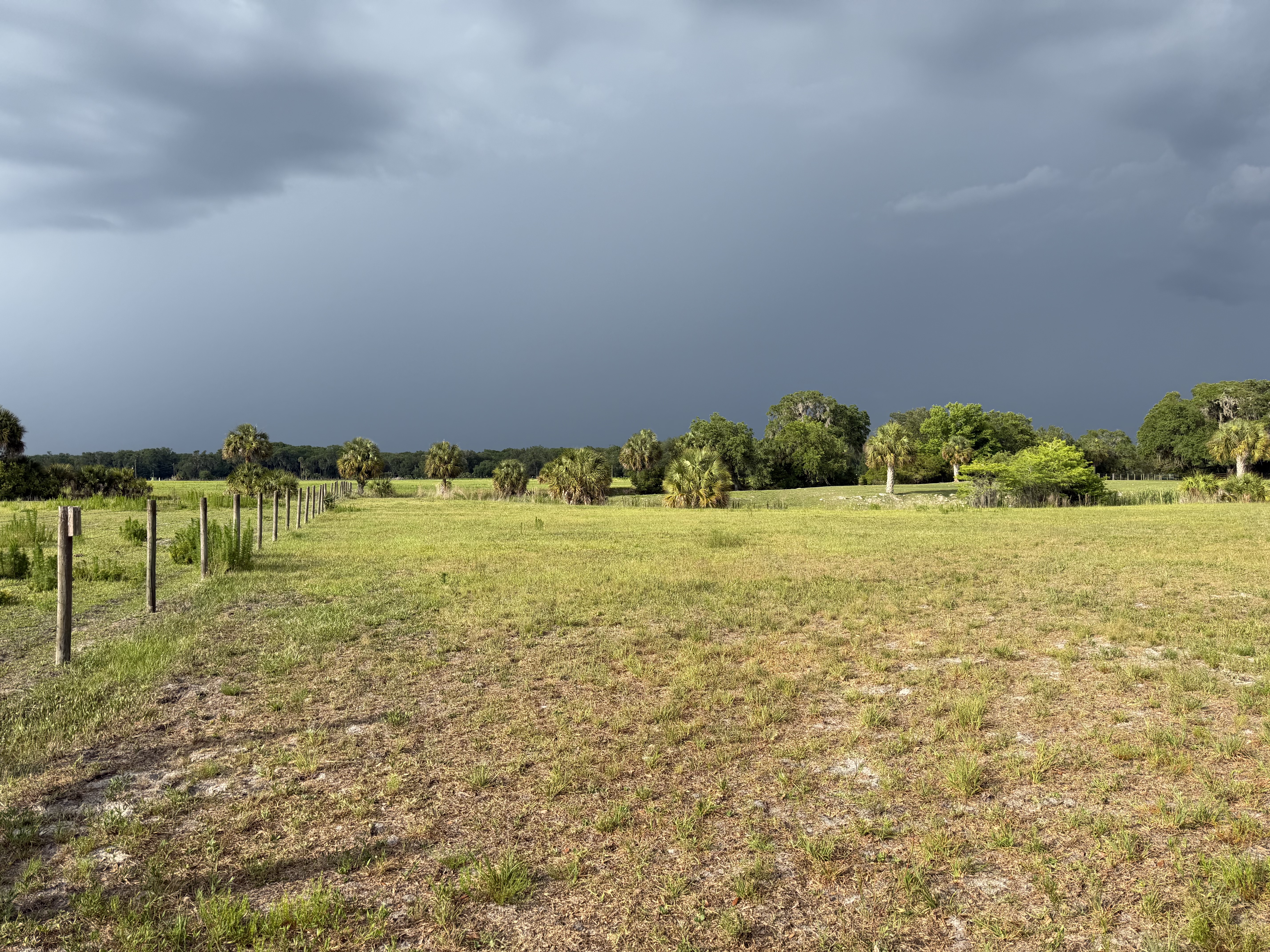 Back field