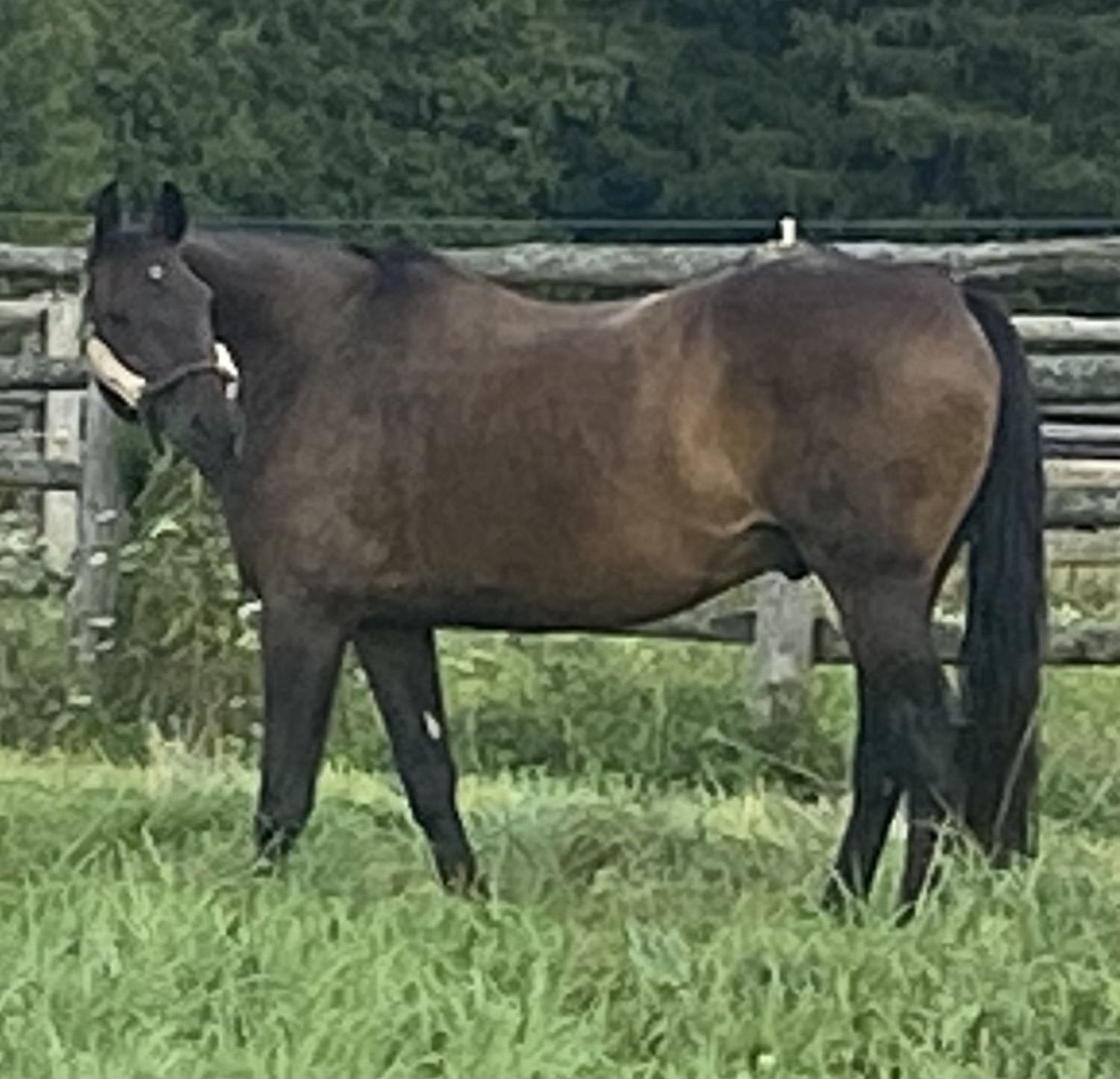 Grass paddocks