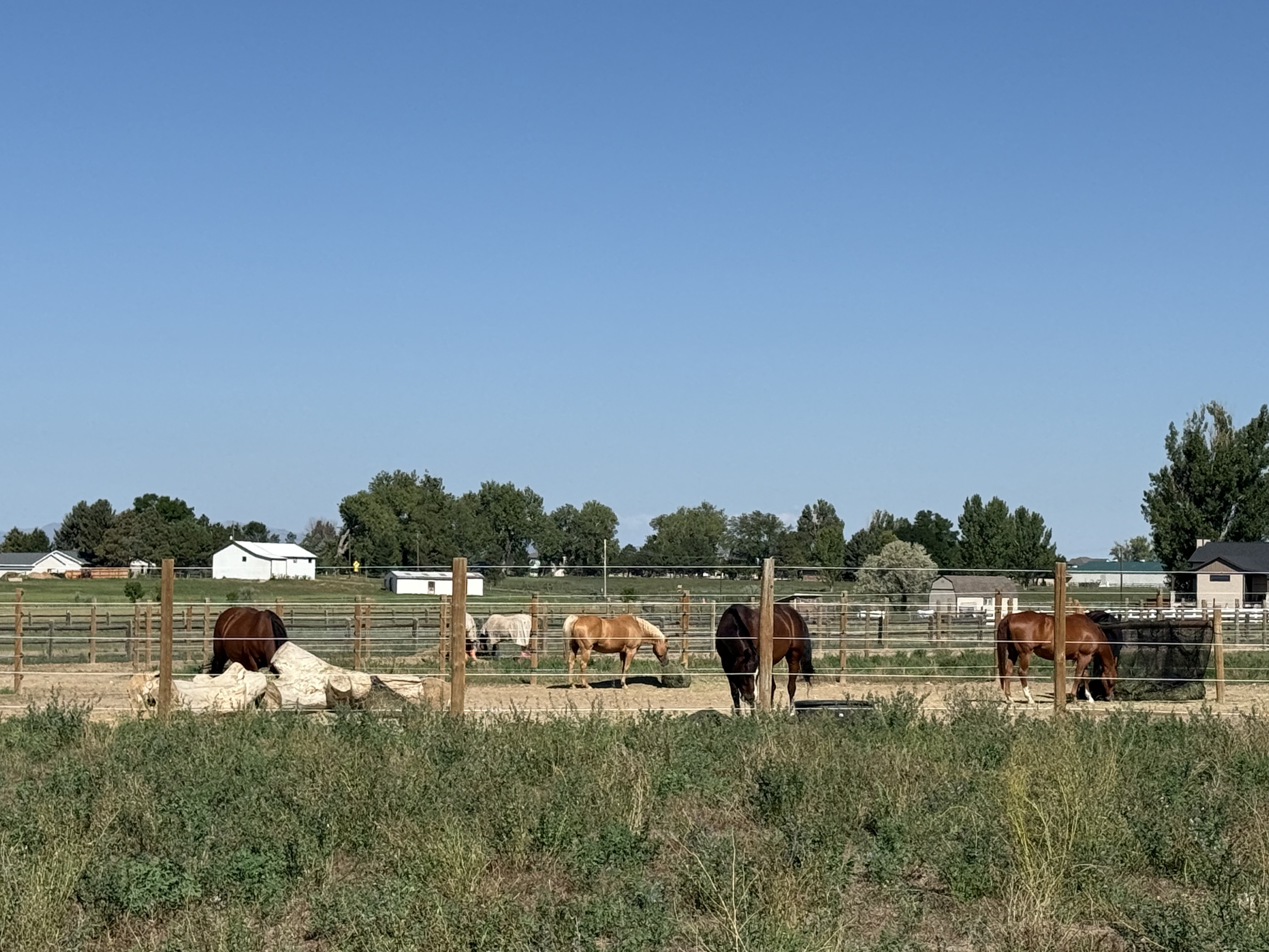 Summer at Kahu Equus