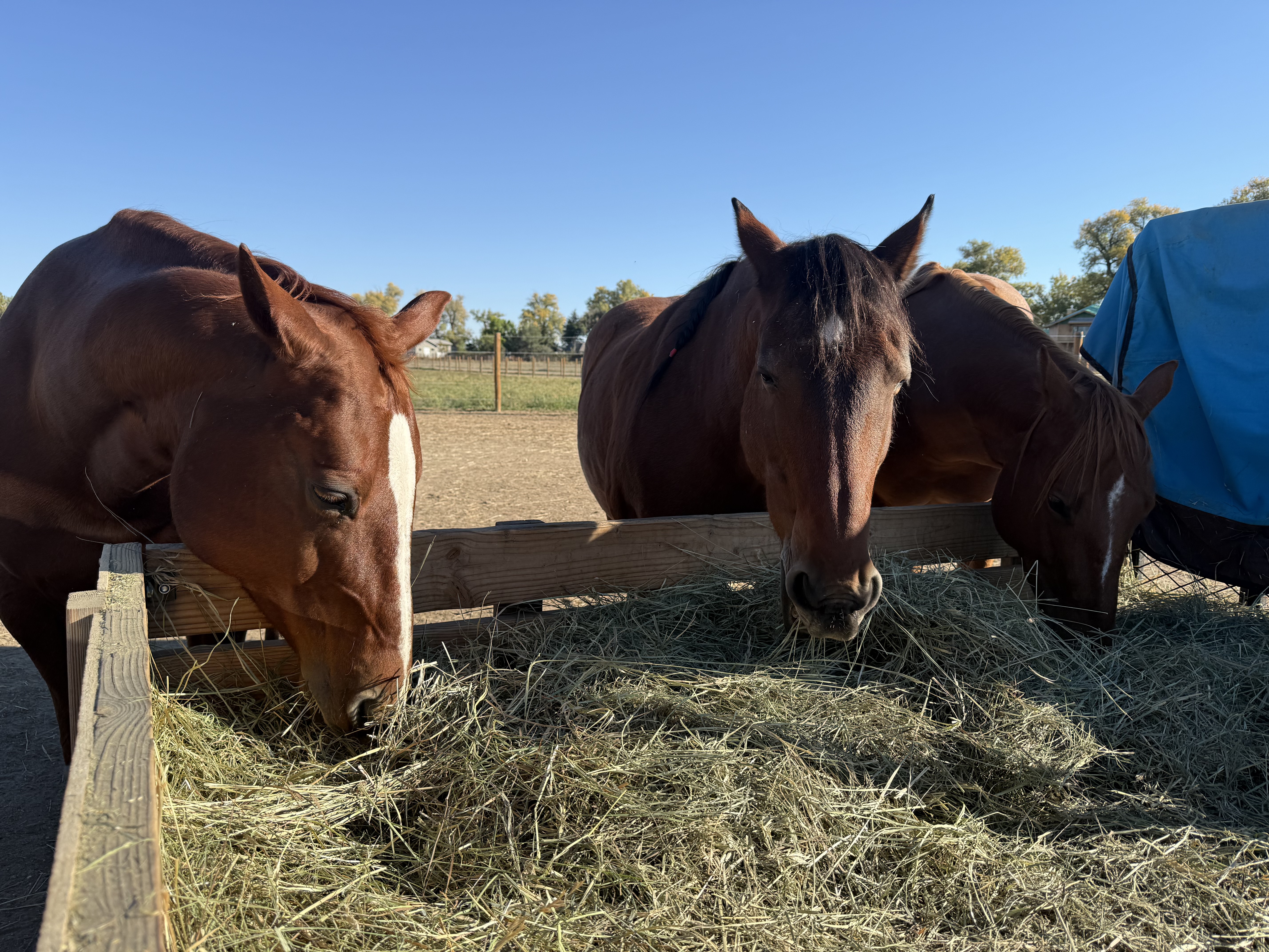Life at Kahu Equus