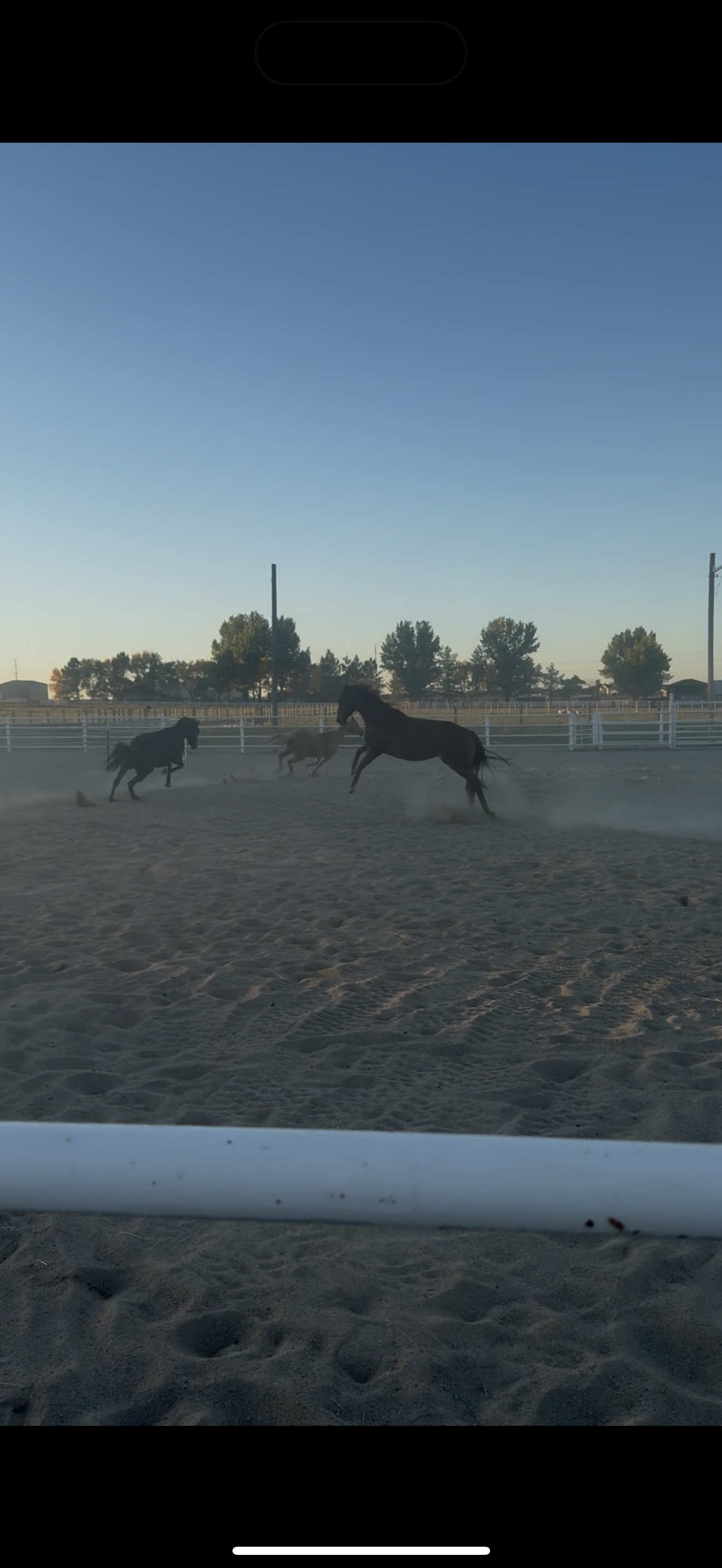 Herd Play