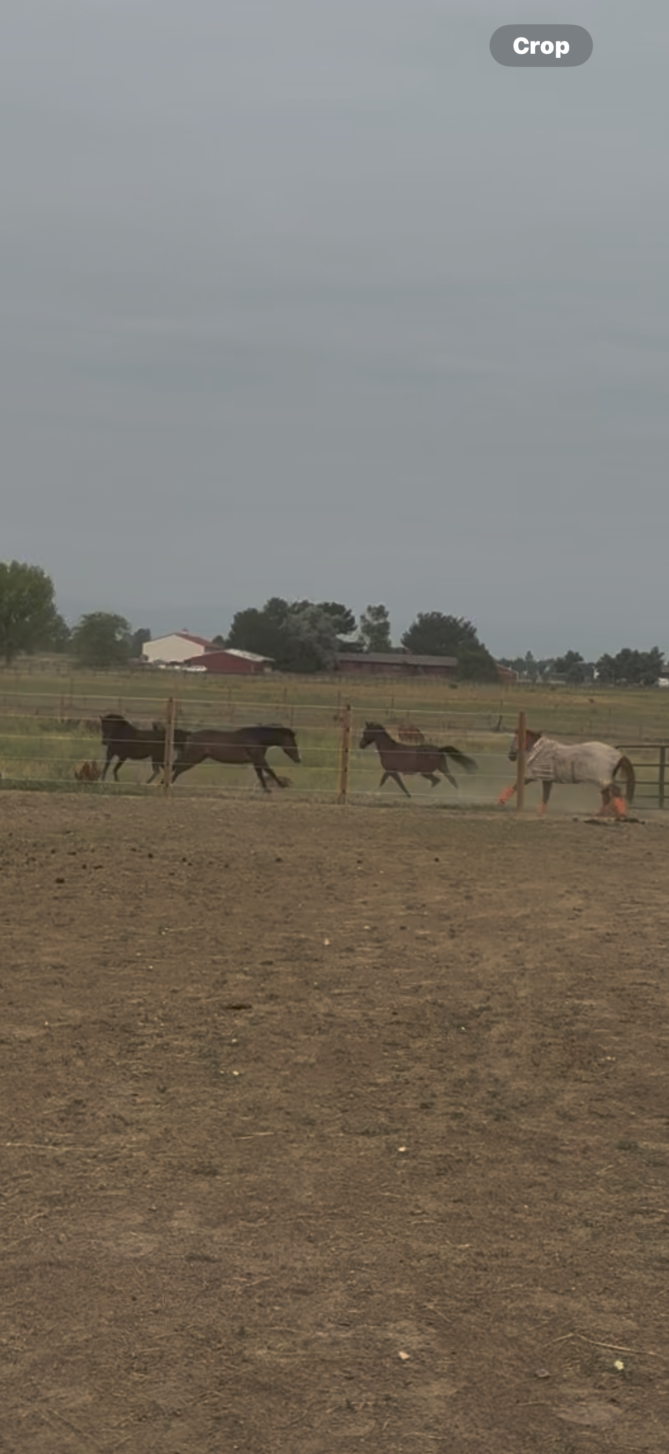 Pasture Play
