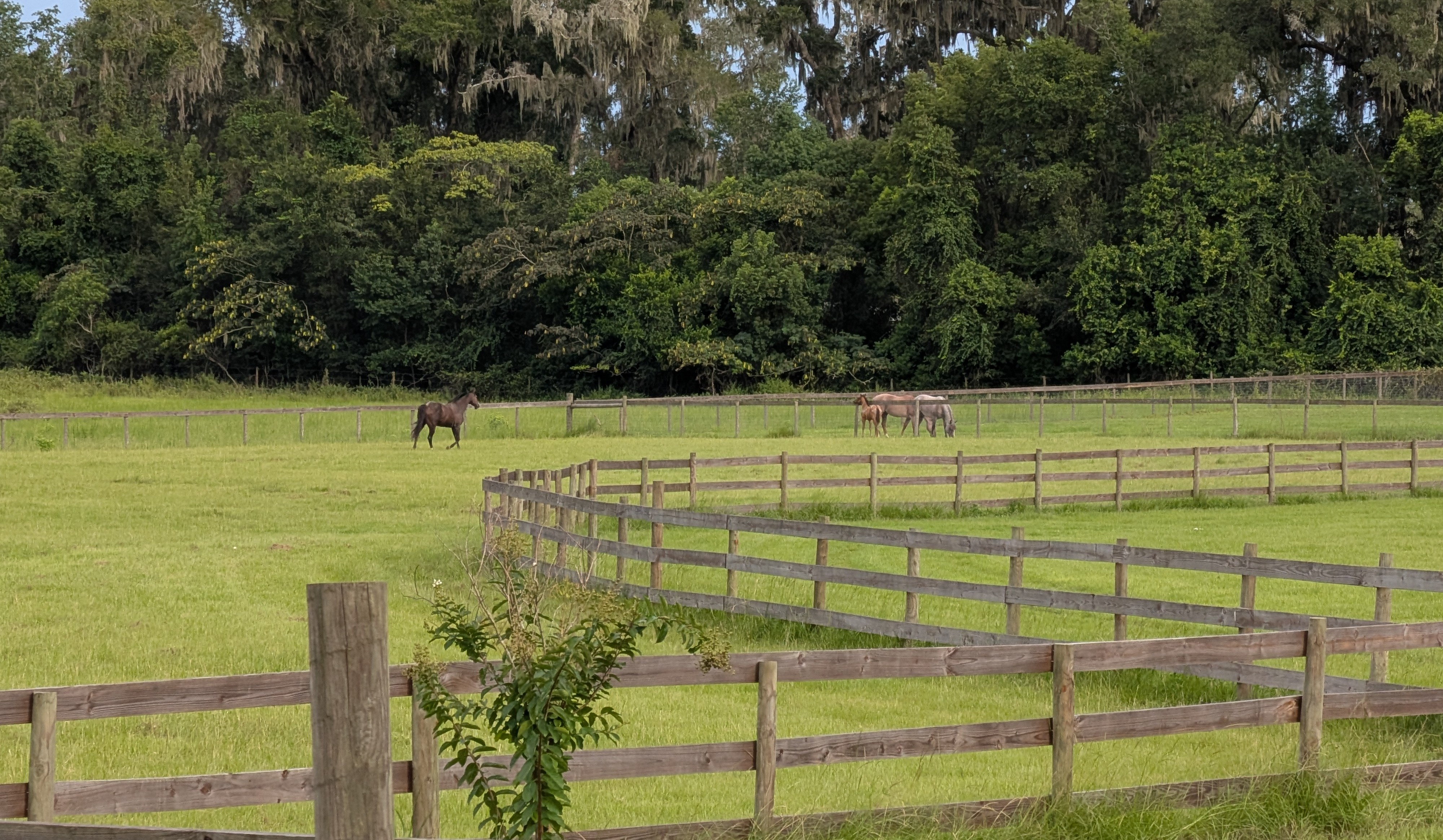 Pasture view, Hammock Lane Farm