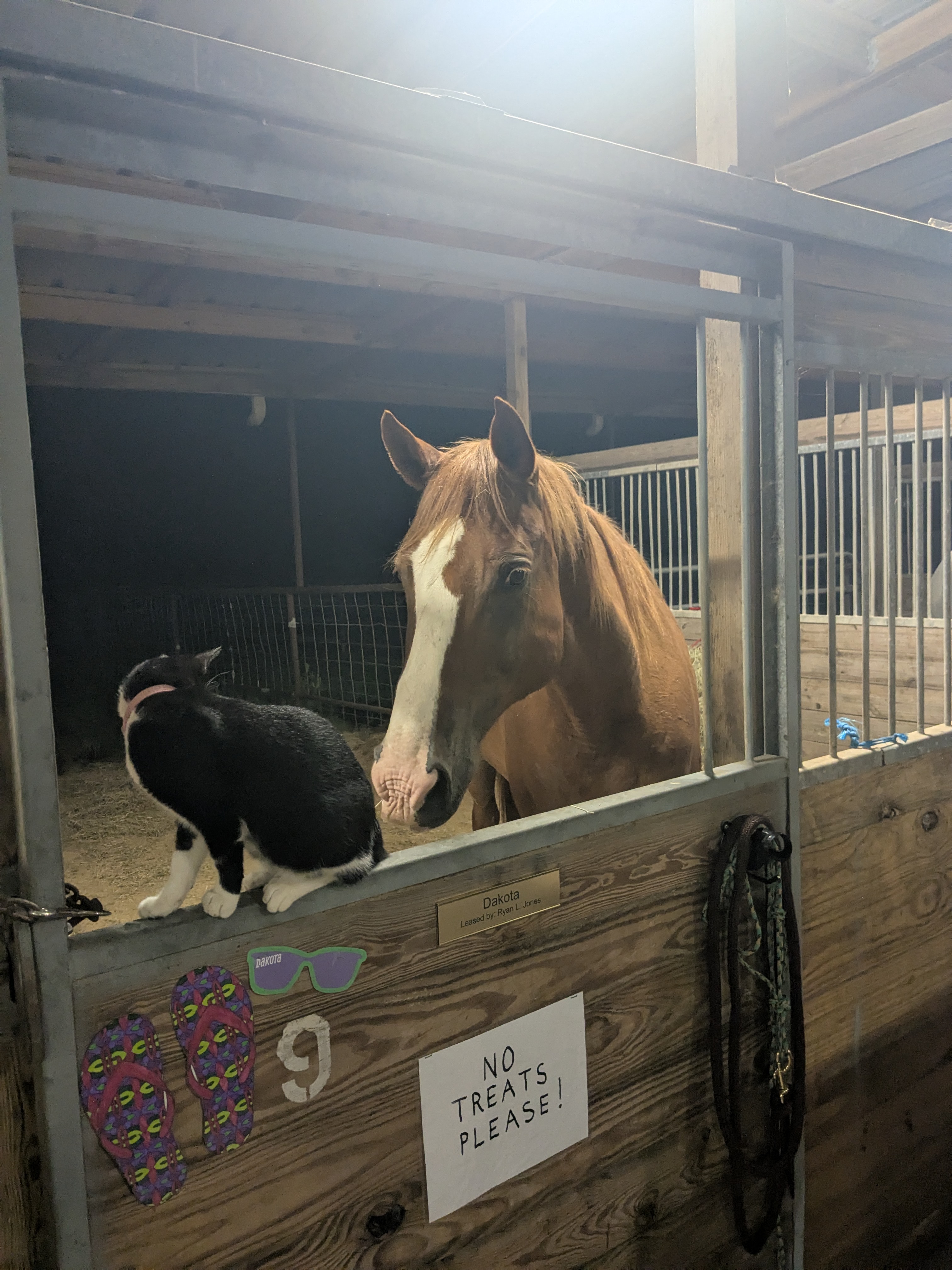JUMP BIGGS is also home to four barn cats!