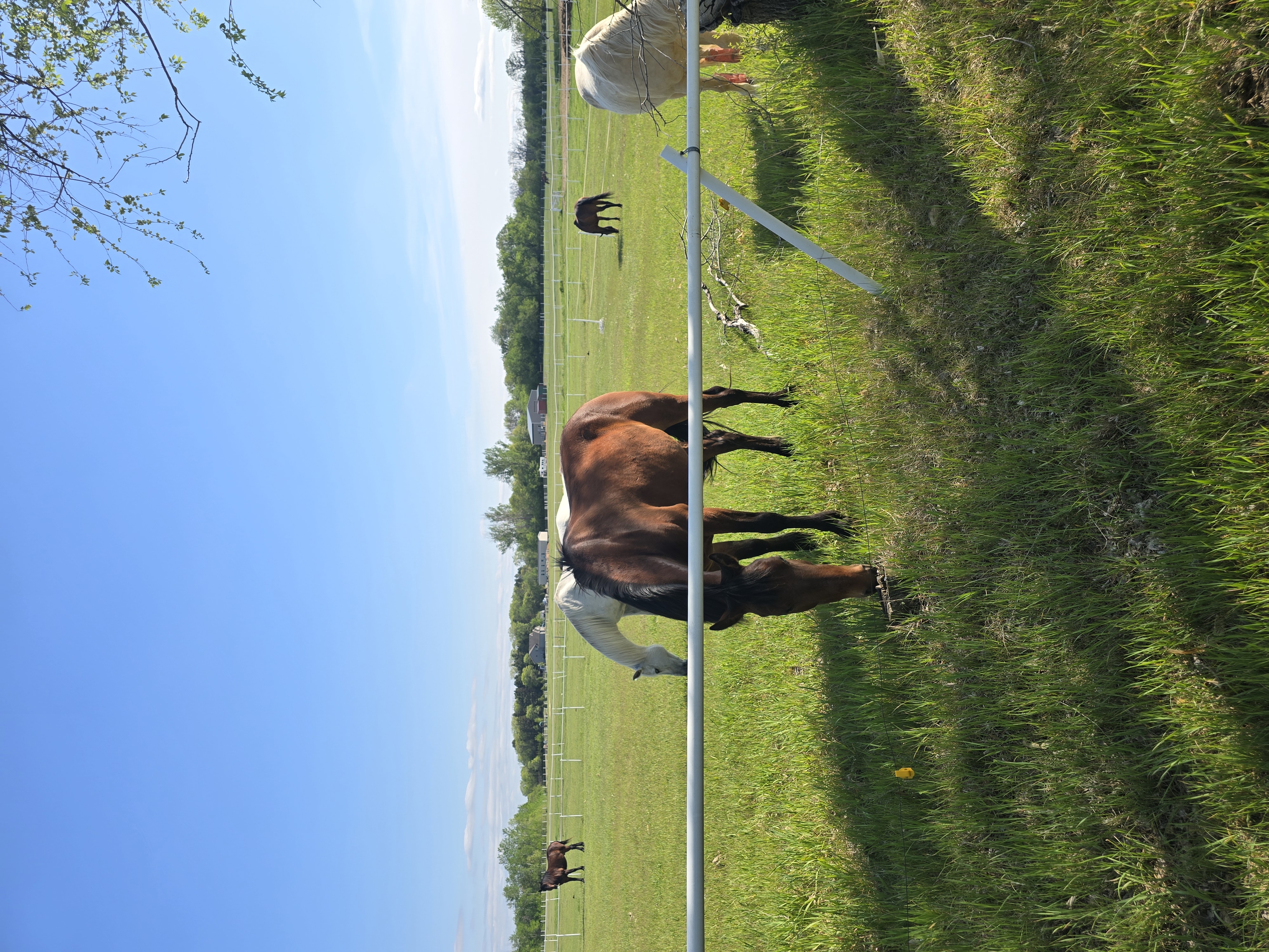 Beautiful pasture
