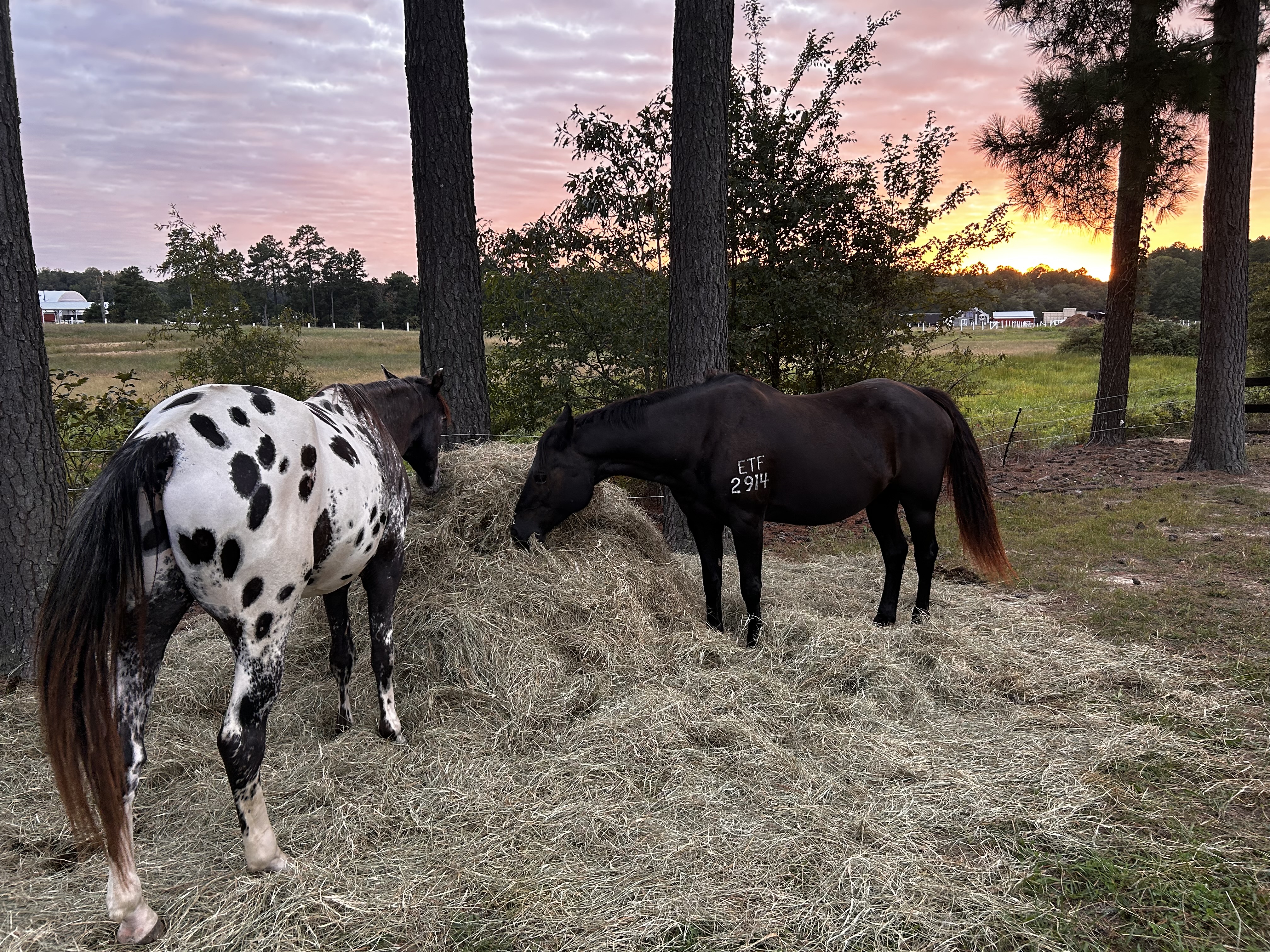 Enjoying their round bale