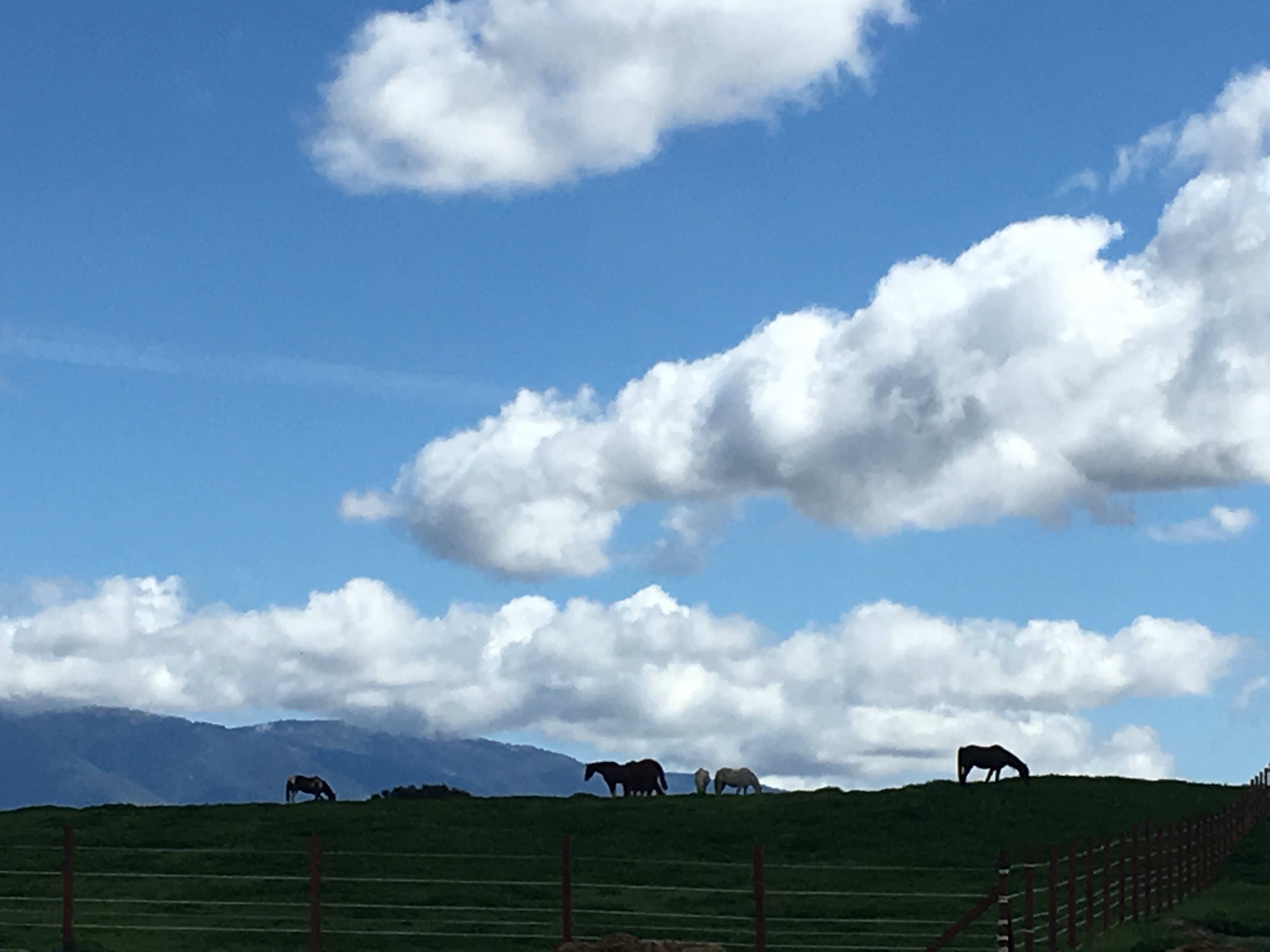 Pastures