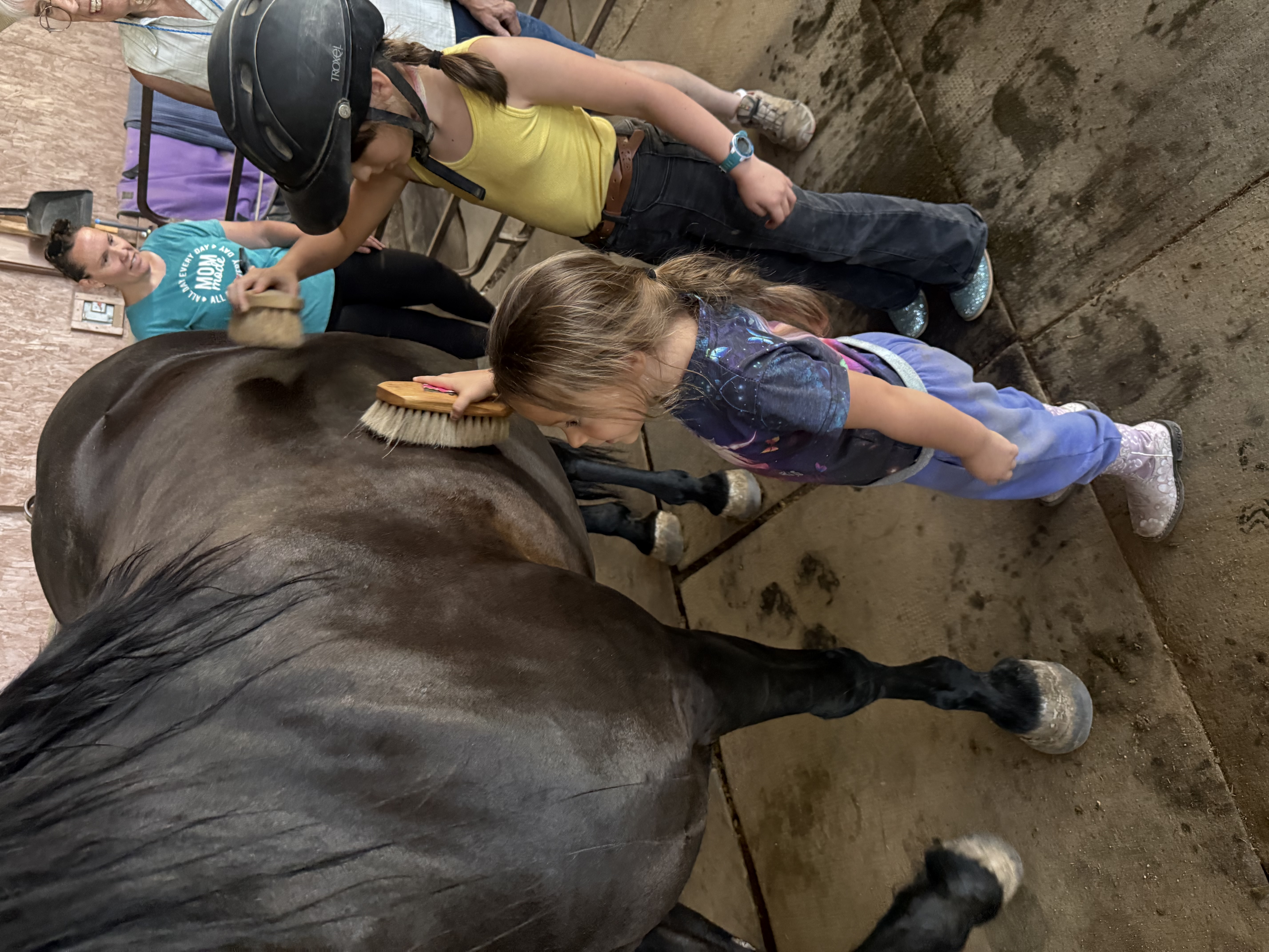 Beginner Lessons grooming, ground work and riding