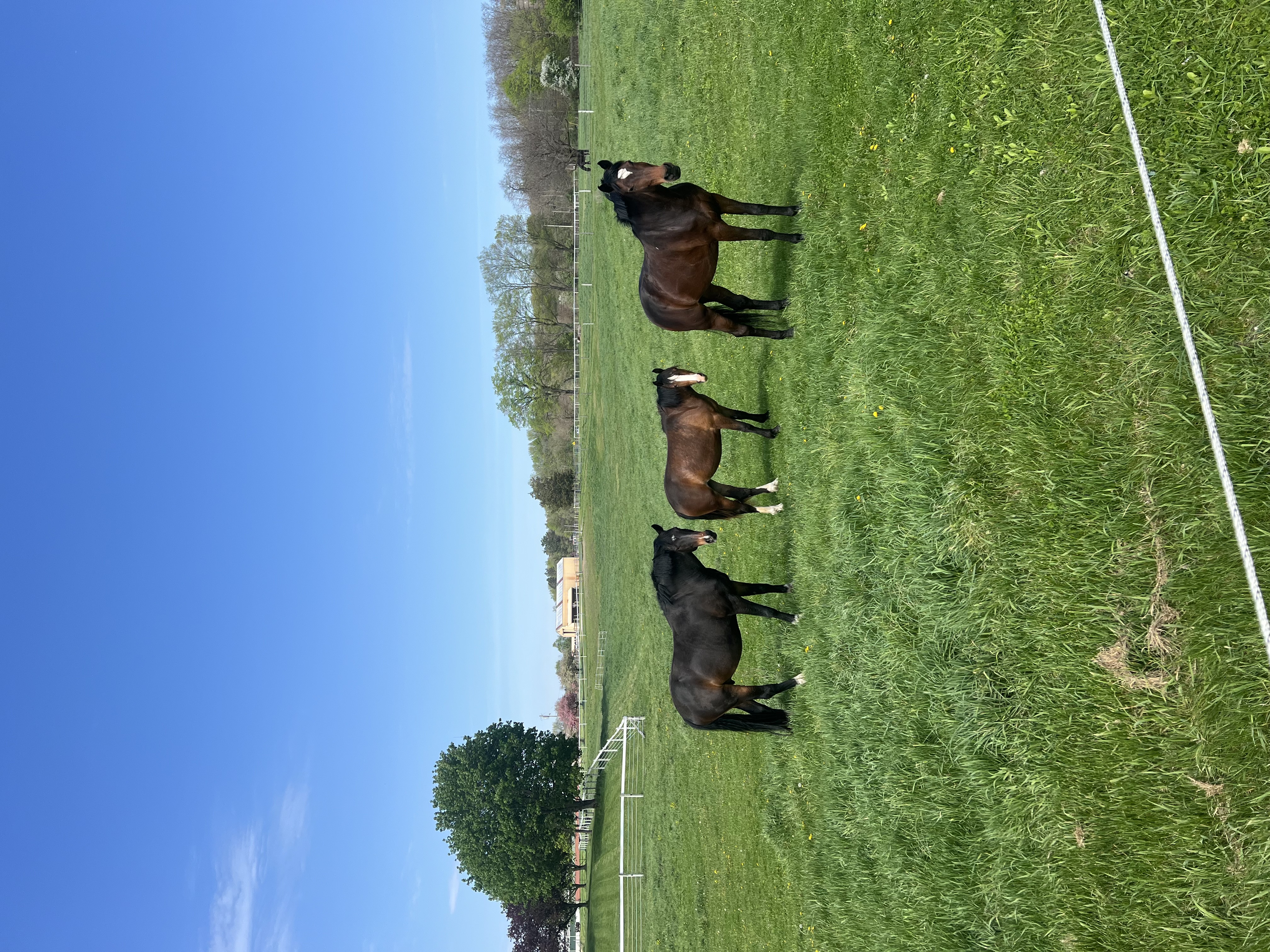 Small group turnout in grassy pastures