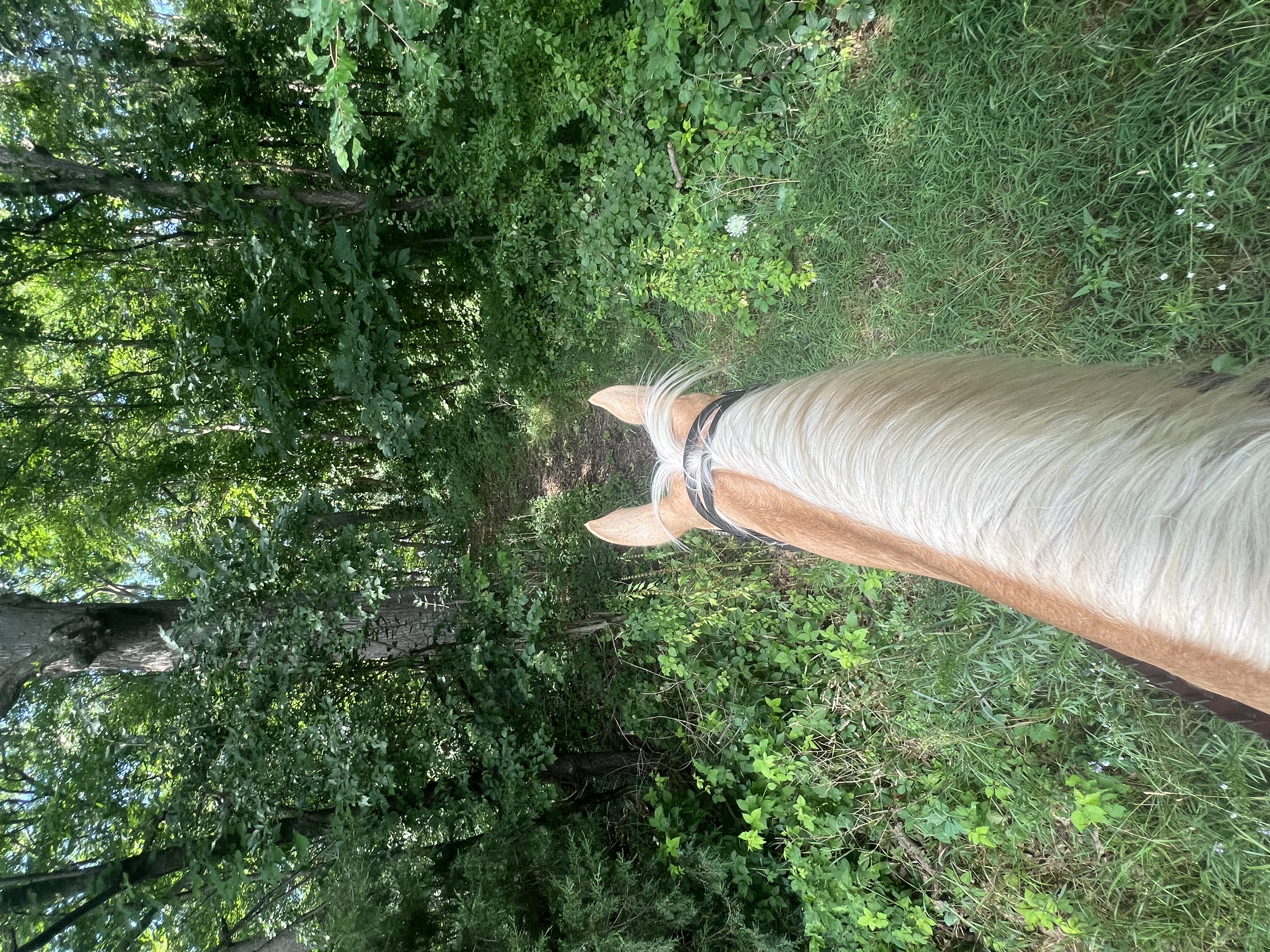 Onsite trails
