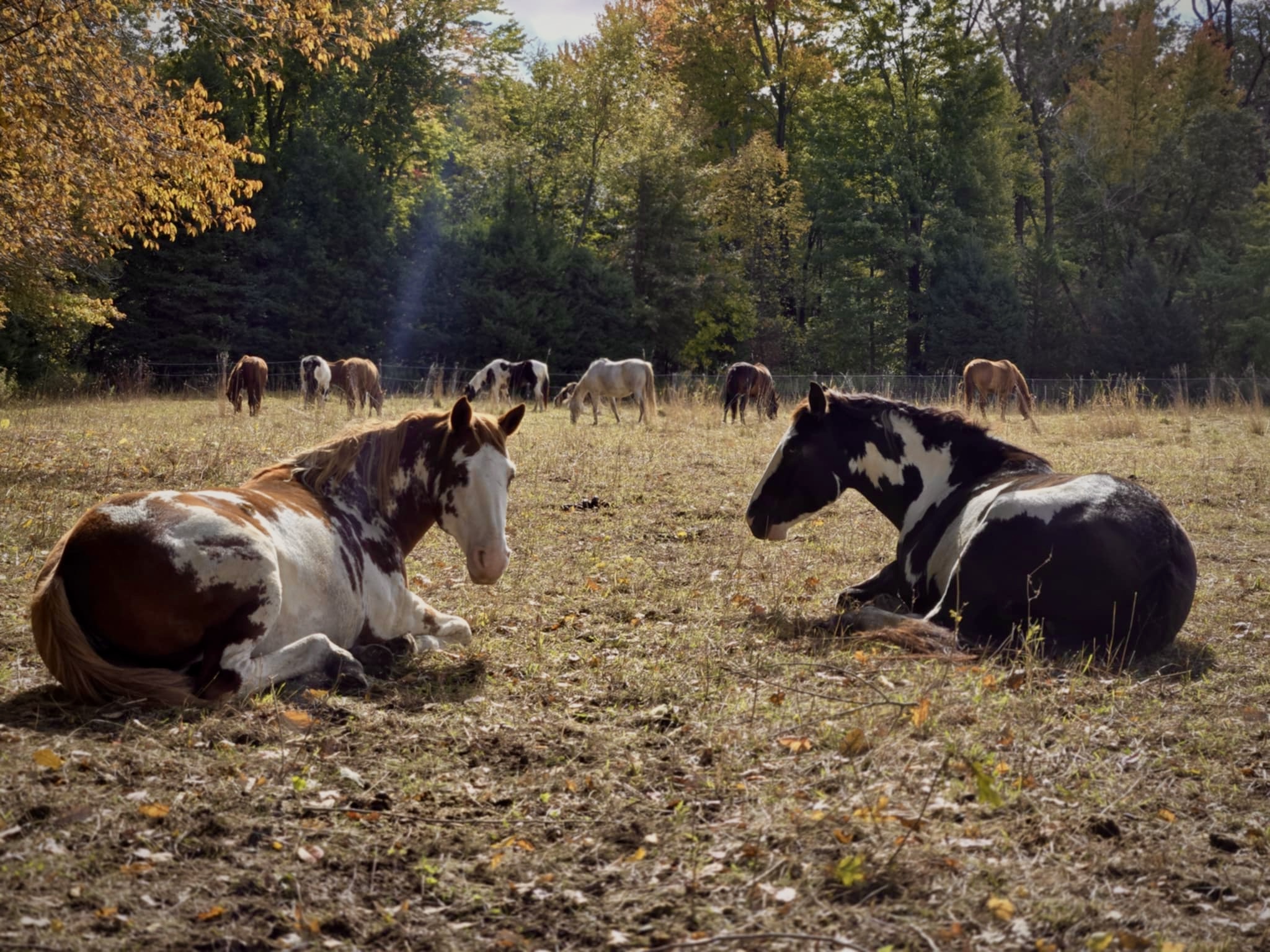 Hidalgo and the beautiful herd during the fall.