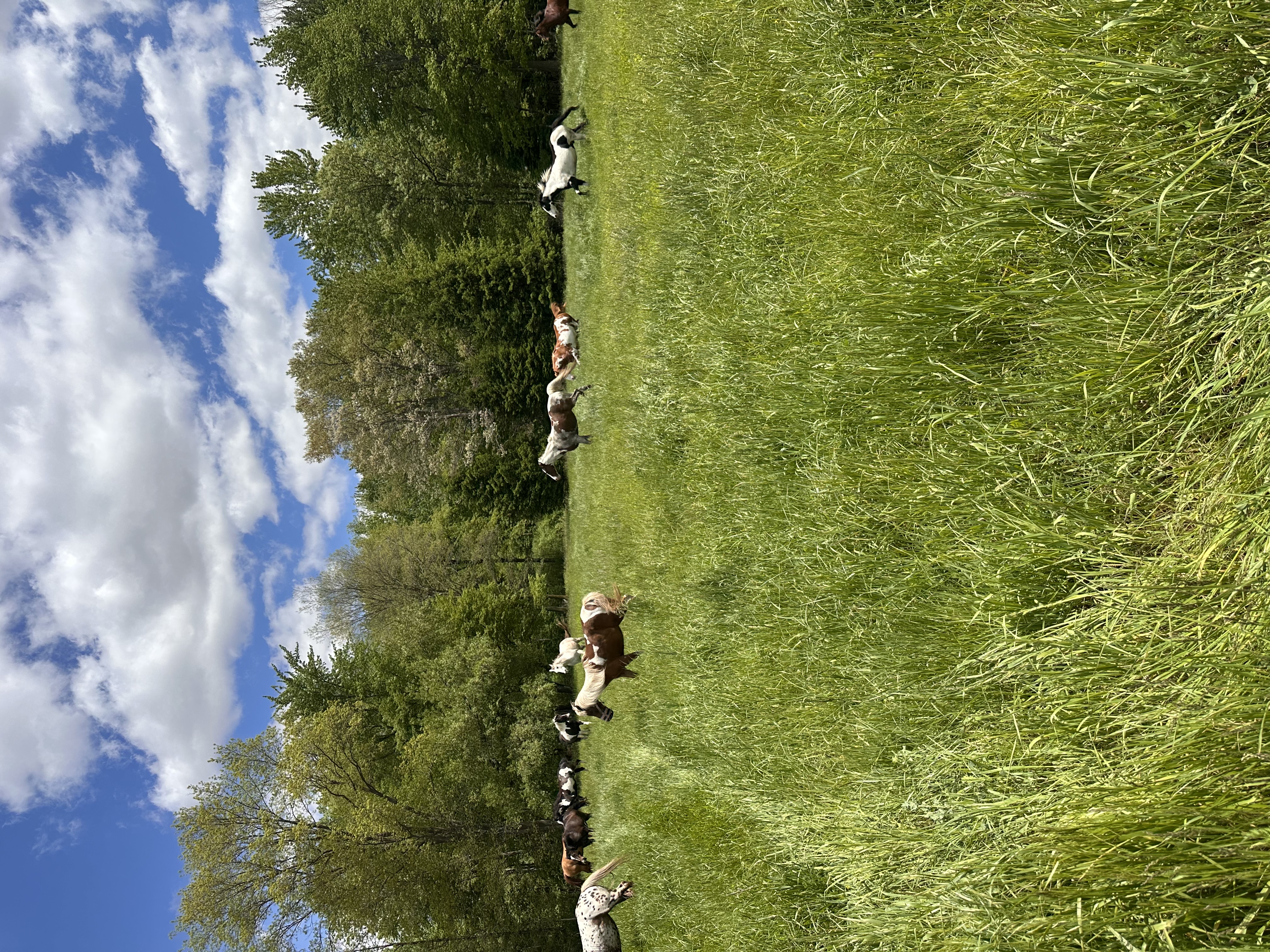 Meadow fun!