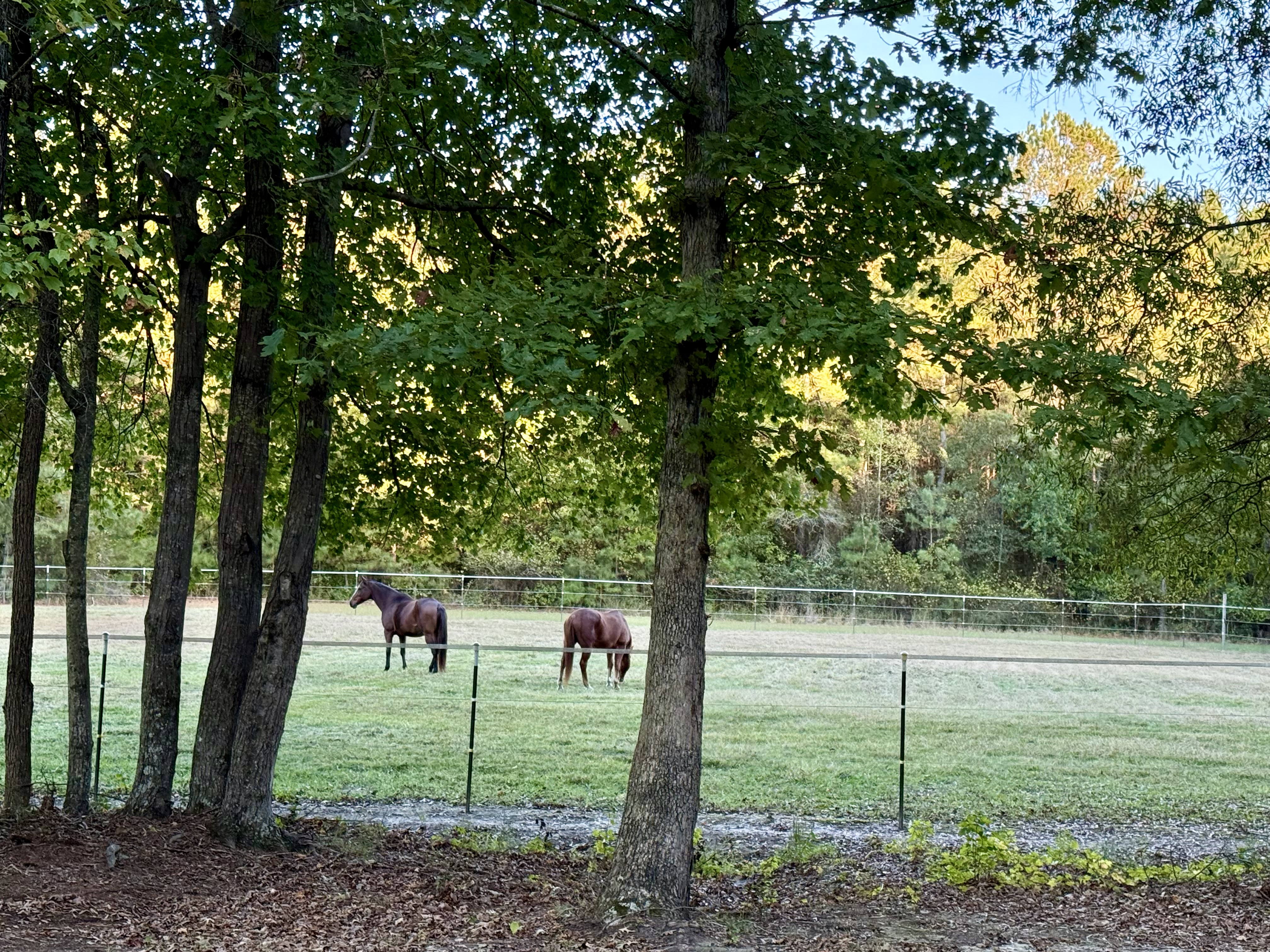 Back Field