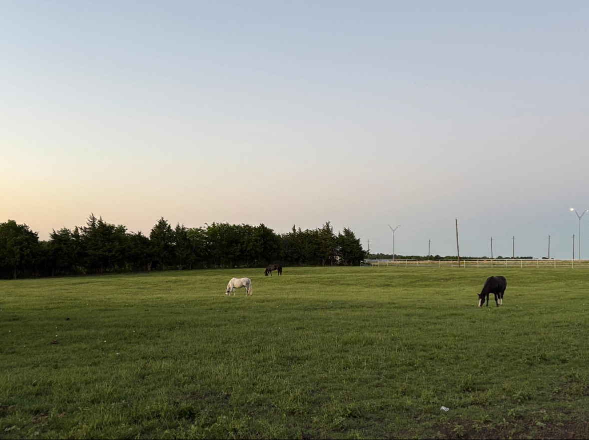 Pasture board - $400 / MO