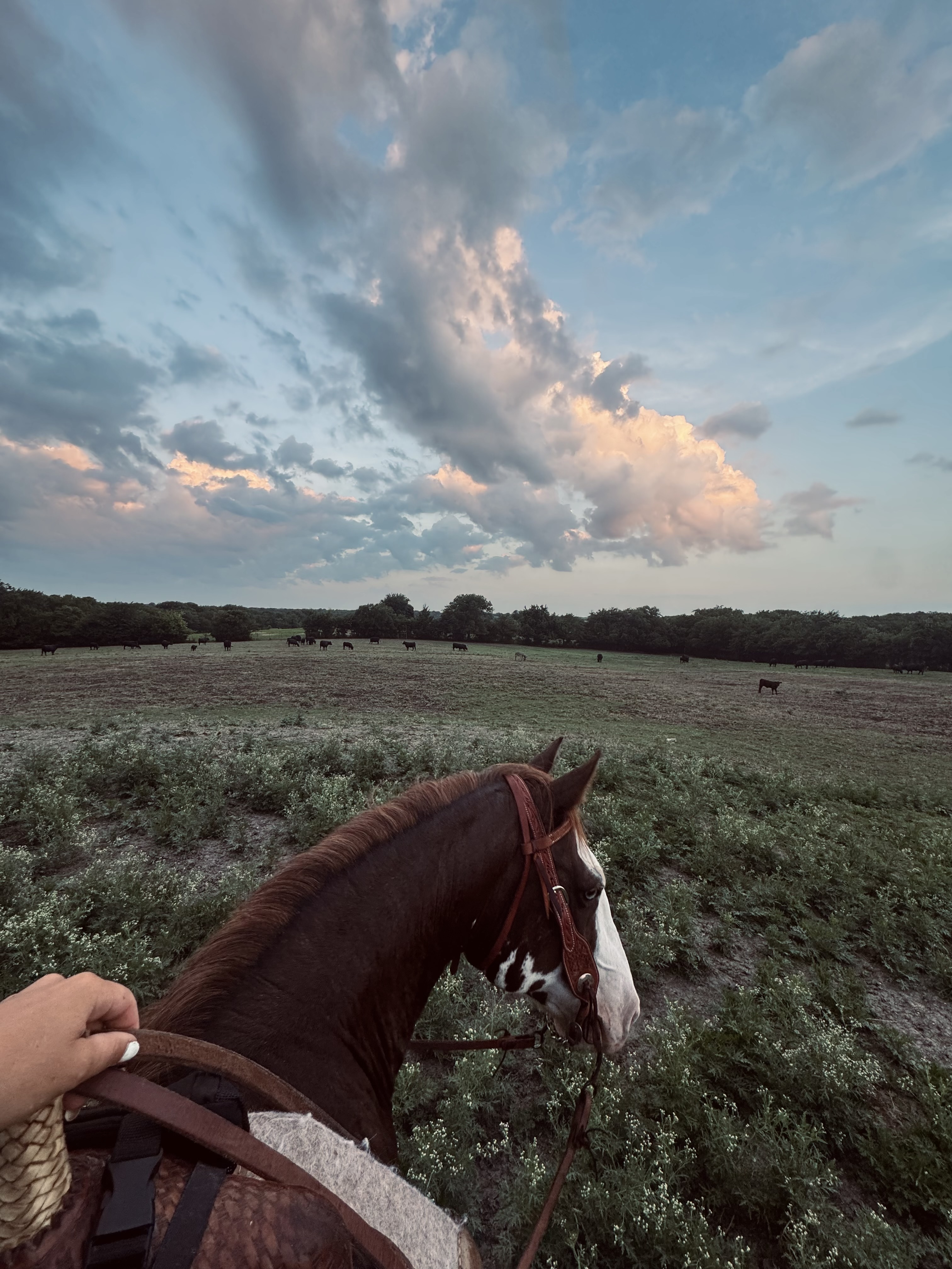 Pastures with cattle and pond access