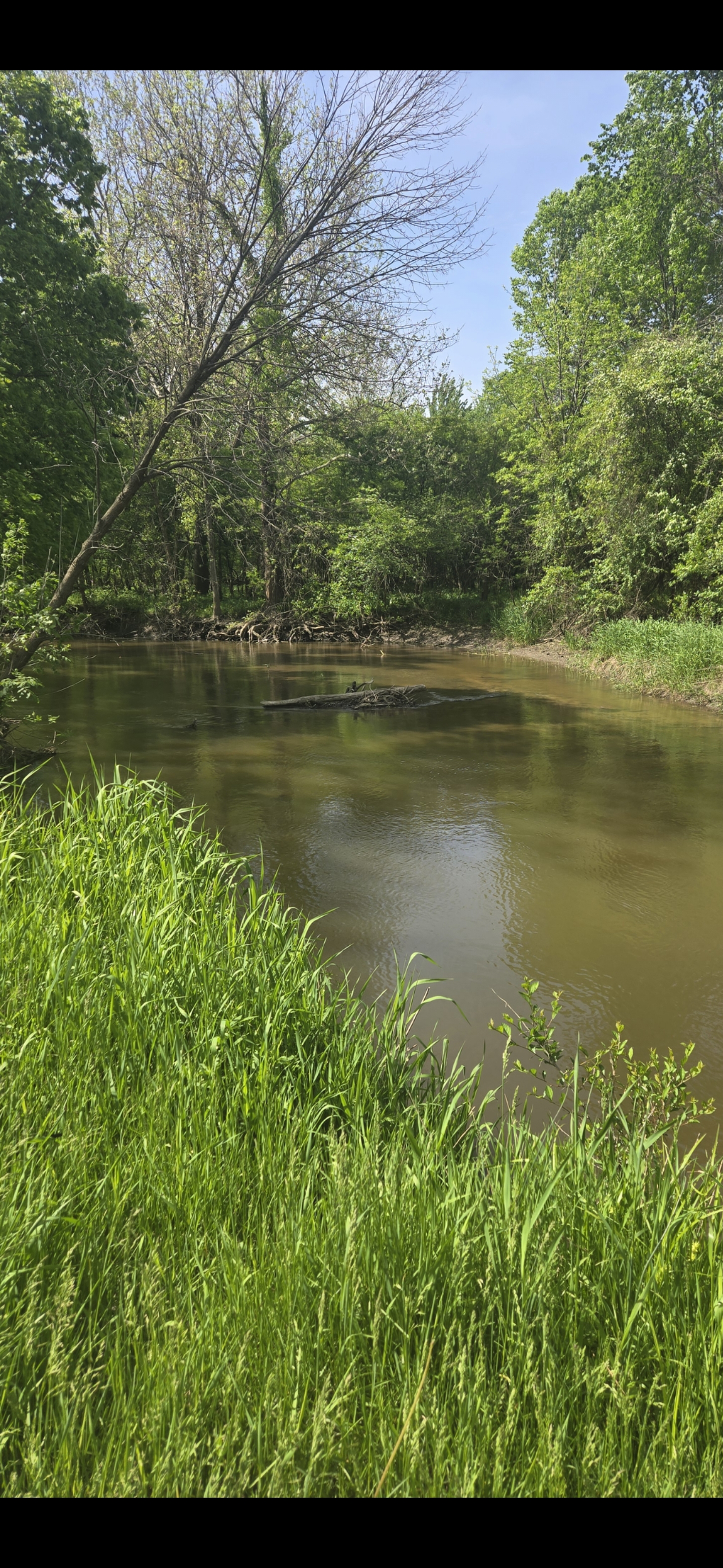 Trails in peaceful woods along Rabbit River