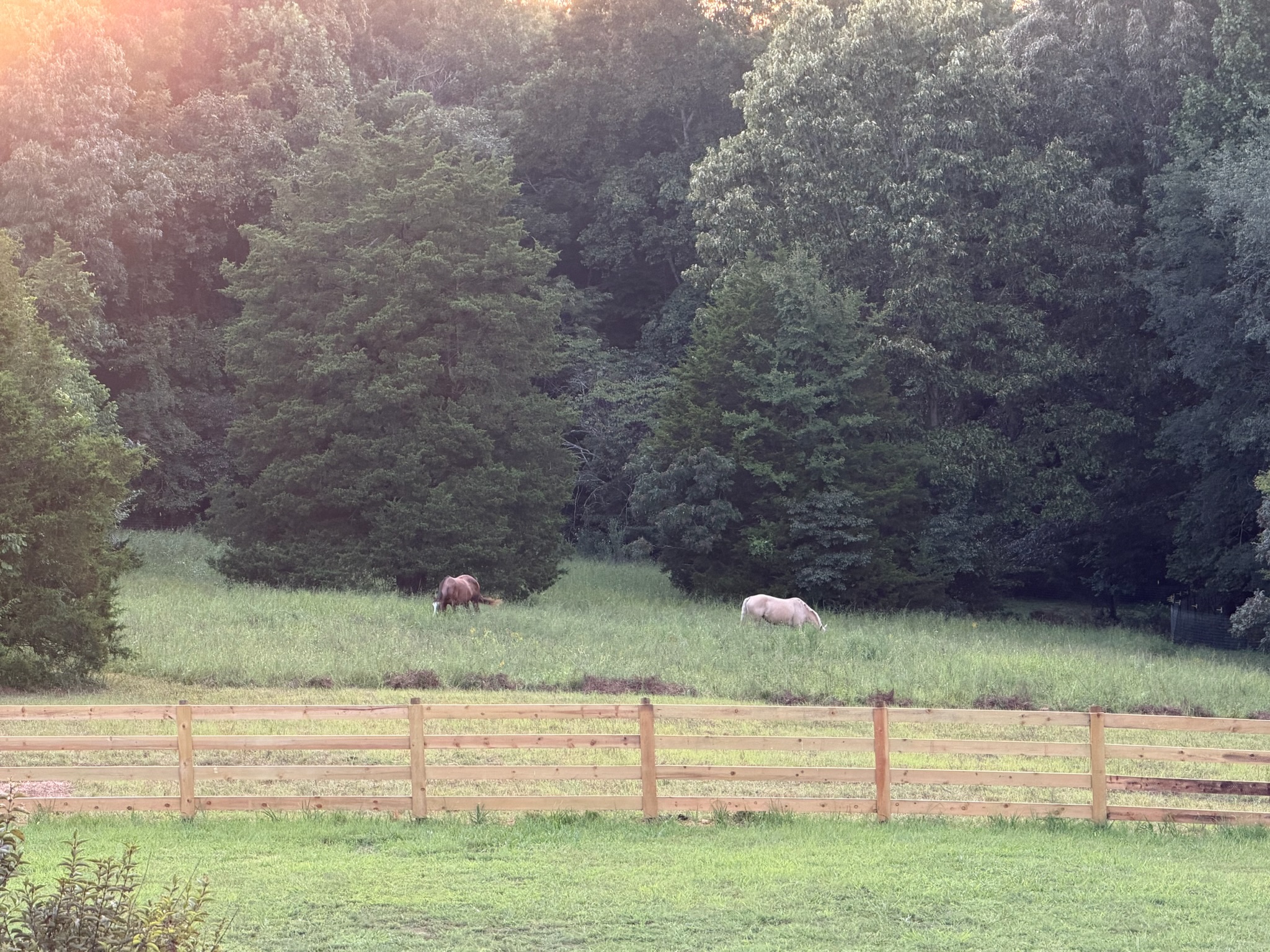 Evening grazing