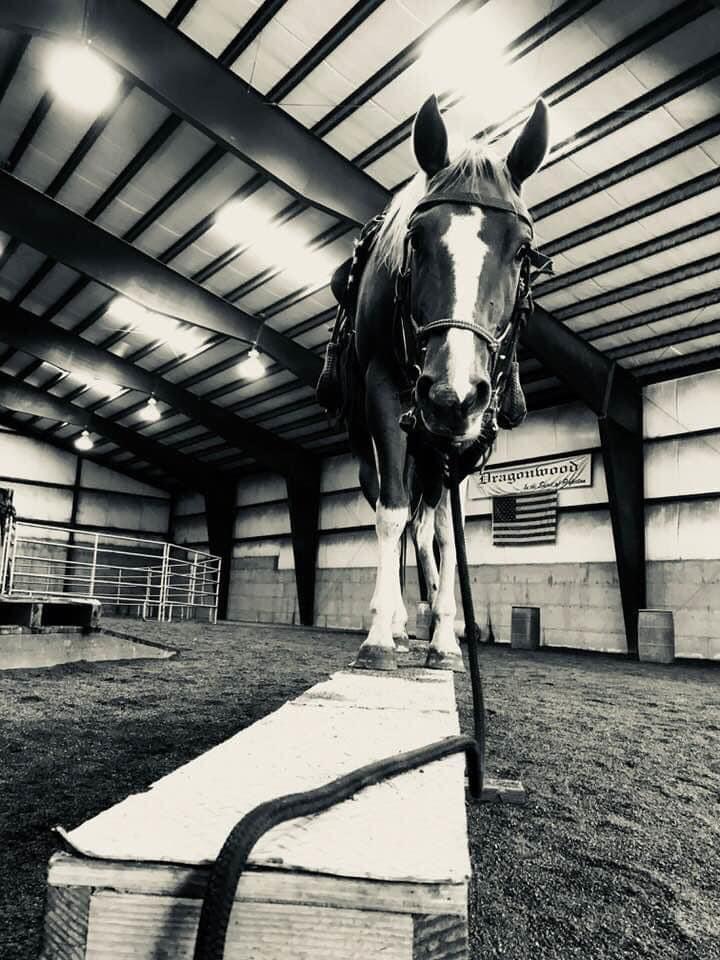 Obstacle, agility training