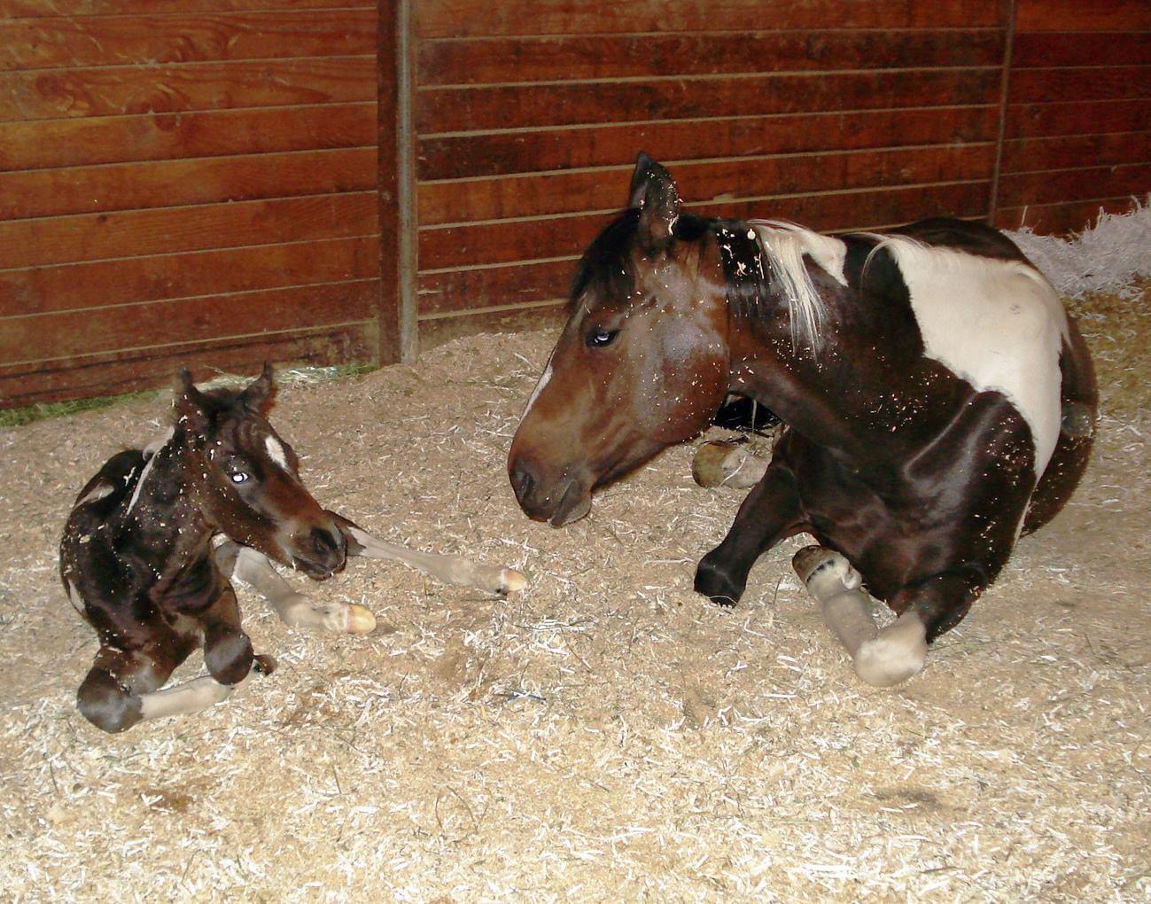 Foaling stalls and services